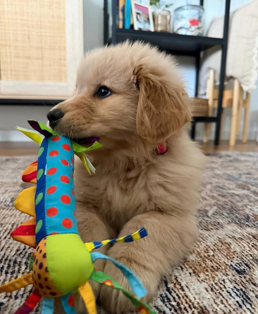 Cute golden retriever puppy image 2