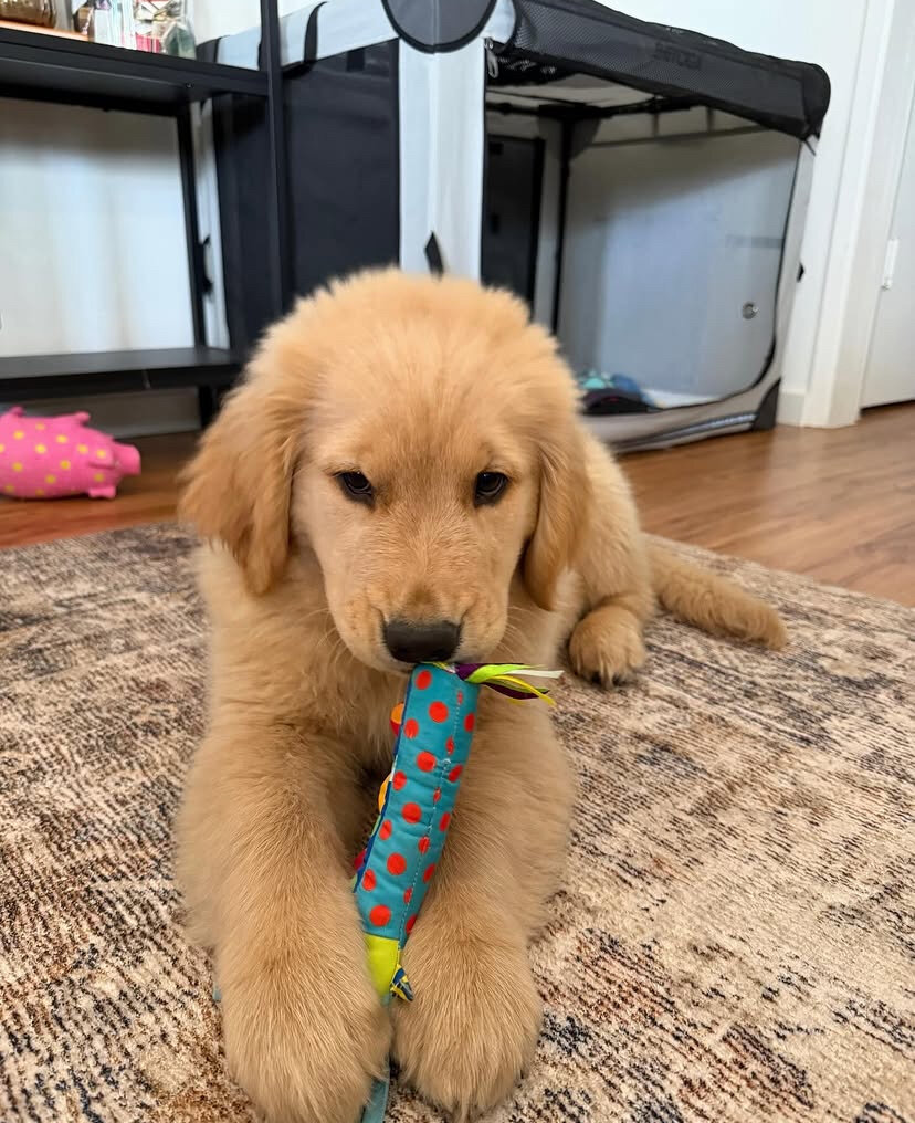 Cute golden retriever puppy image 6