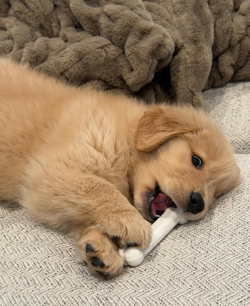 Cute golden retriever puppy image 3