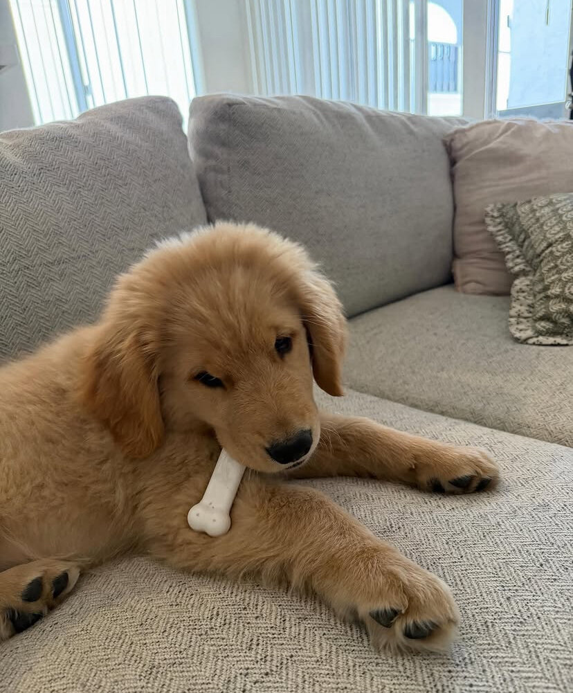 Cute golden retriever puppy image 1