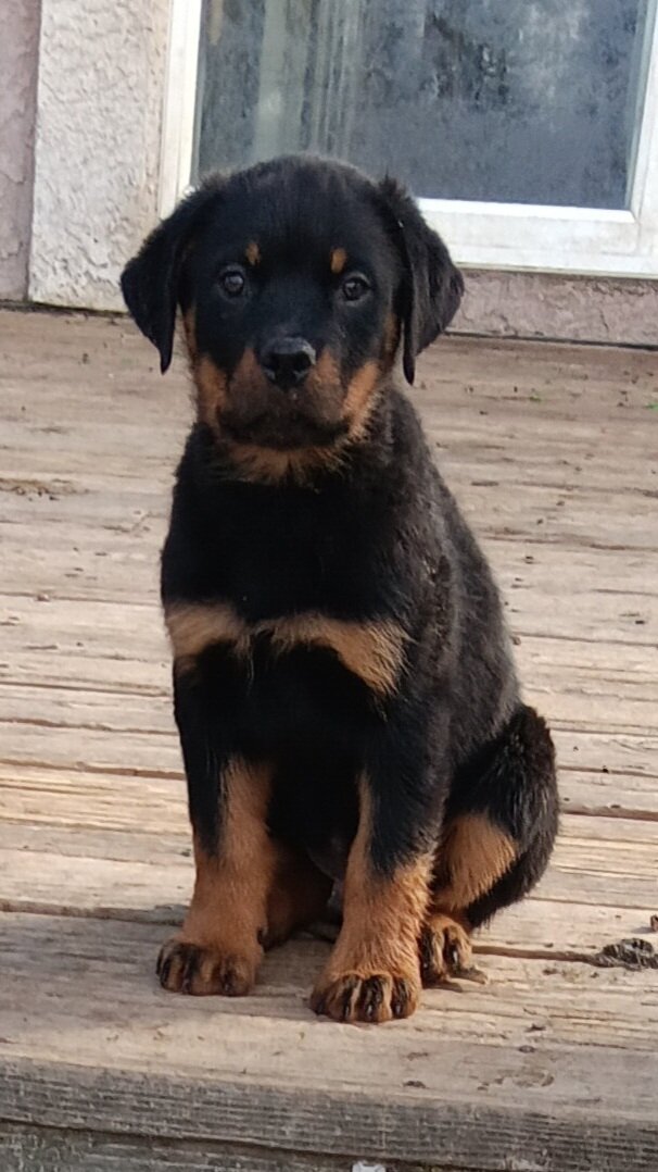 Rottweiler male puppy image 1