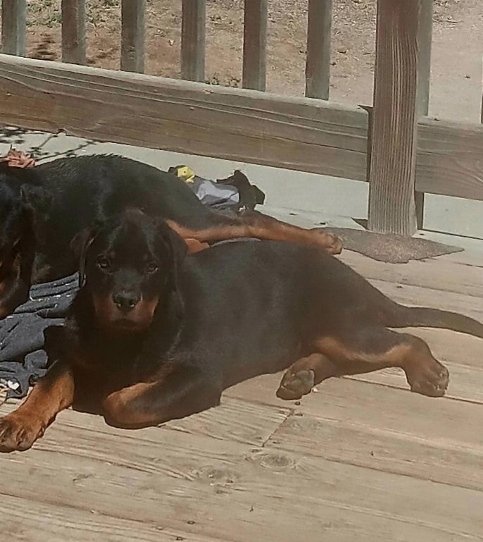 Rottweiler male puppy image 2