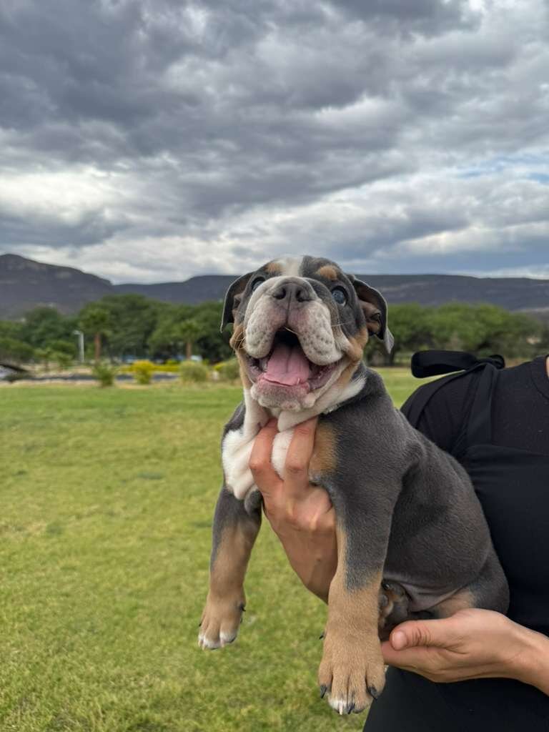 English Bulldog image 1