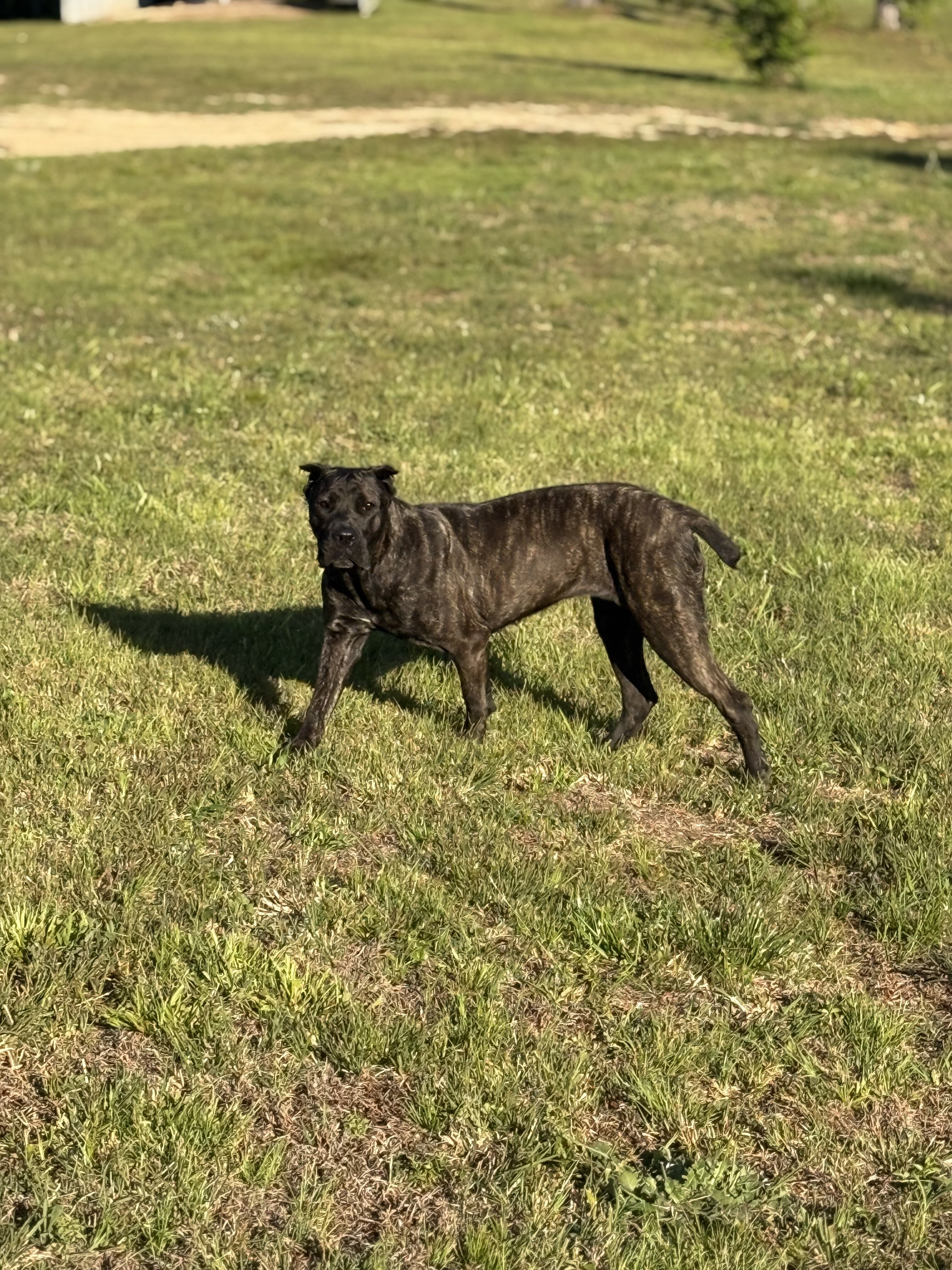 AKC Cane Corso - Grey Brindle - Female - 12 Months image 5
