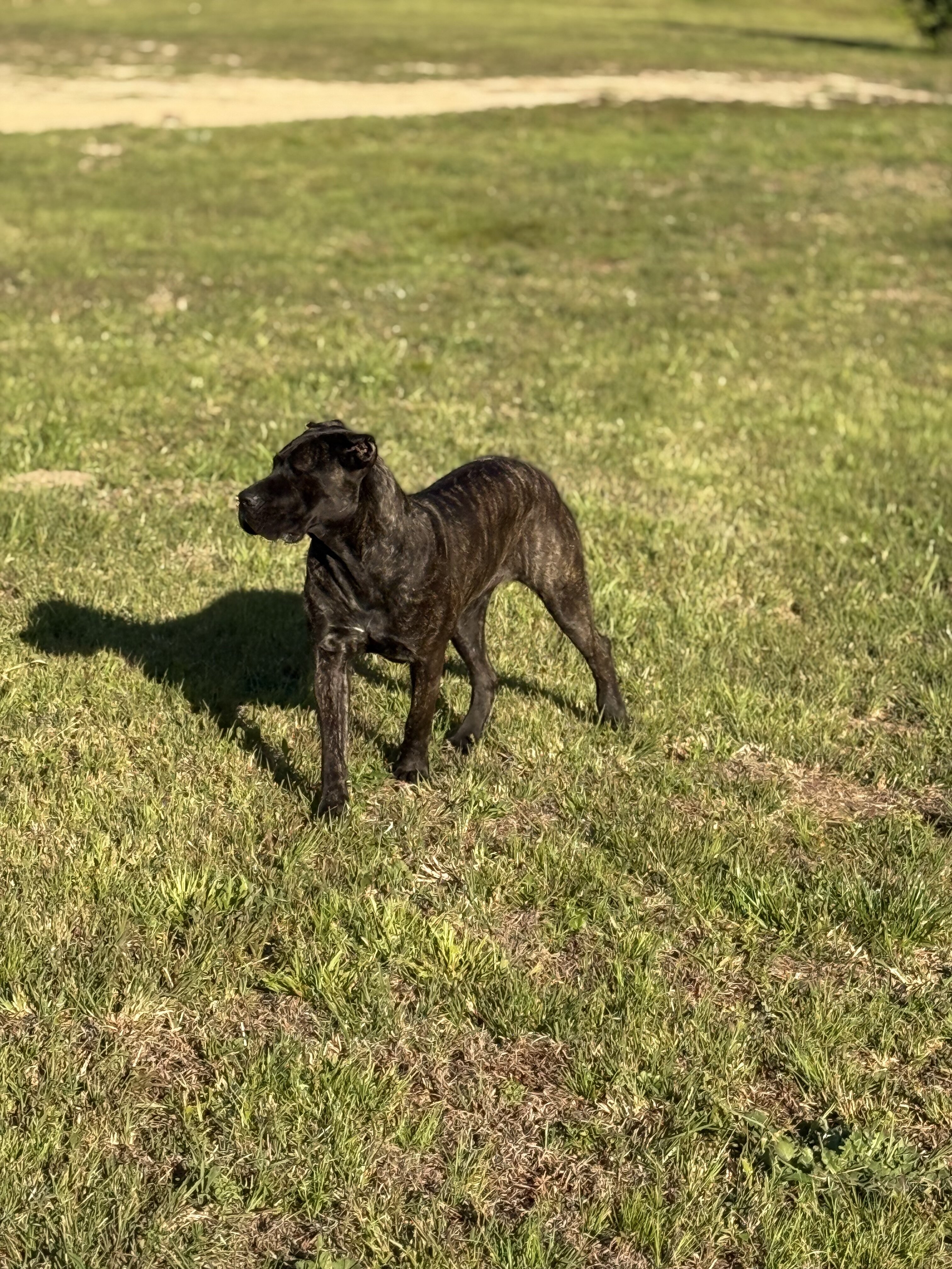 AKC Cane Corso - Grey Brindle - Female - 12 Months image 4