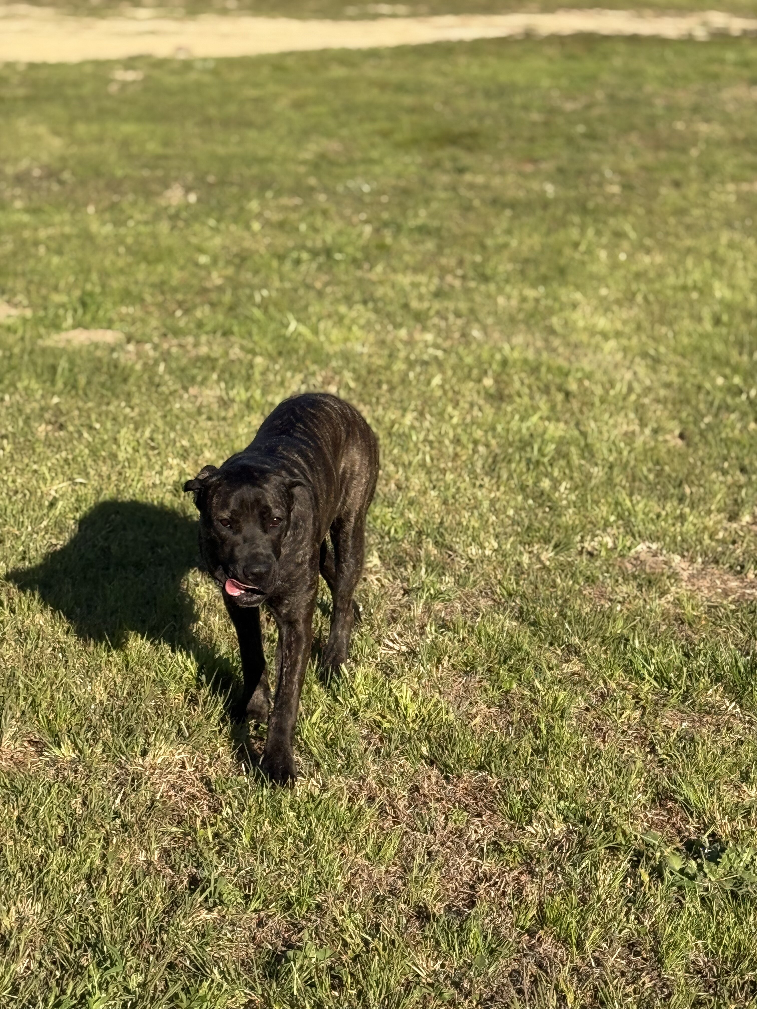 AKC Cane Corso - Grey Brindle - Female - 12 Months image 3