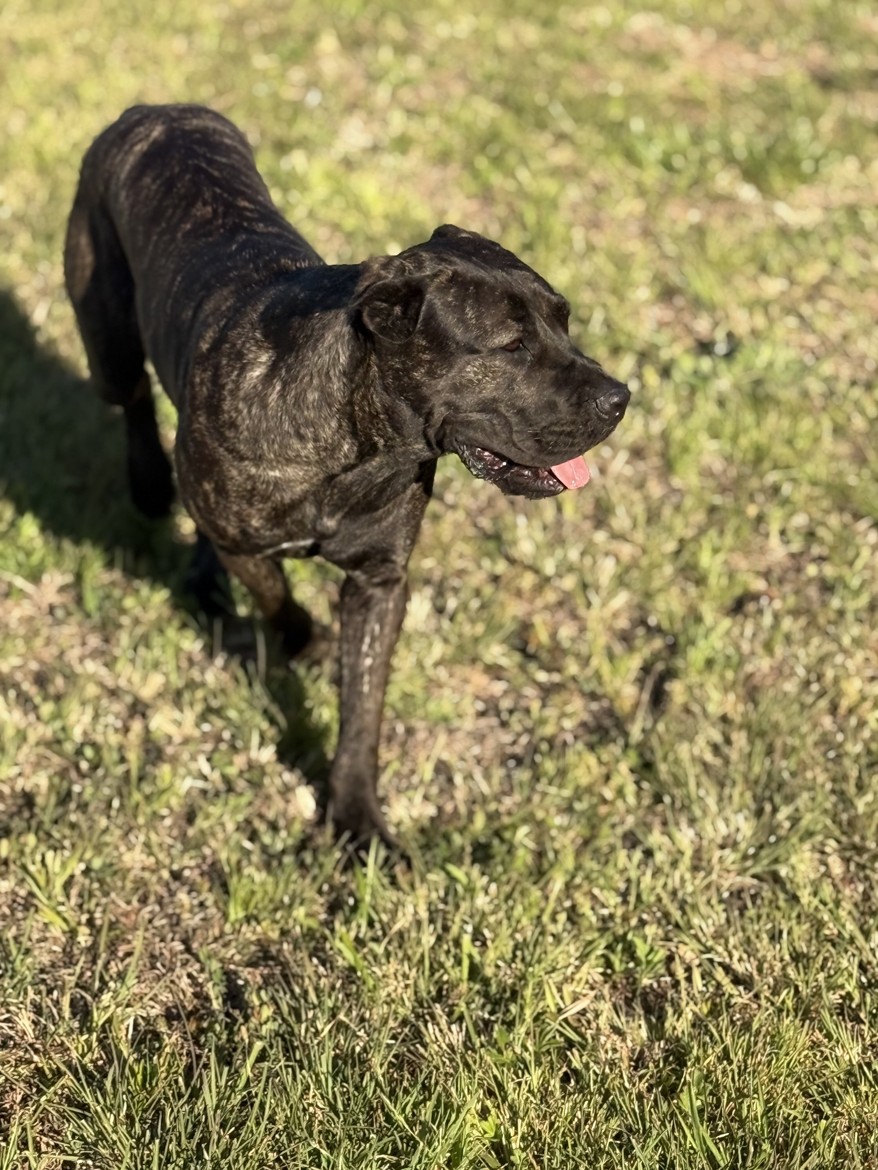 AKC Cane Corso - Grey Brindle - Female - 12 Months image 1