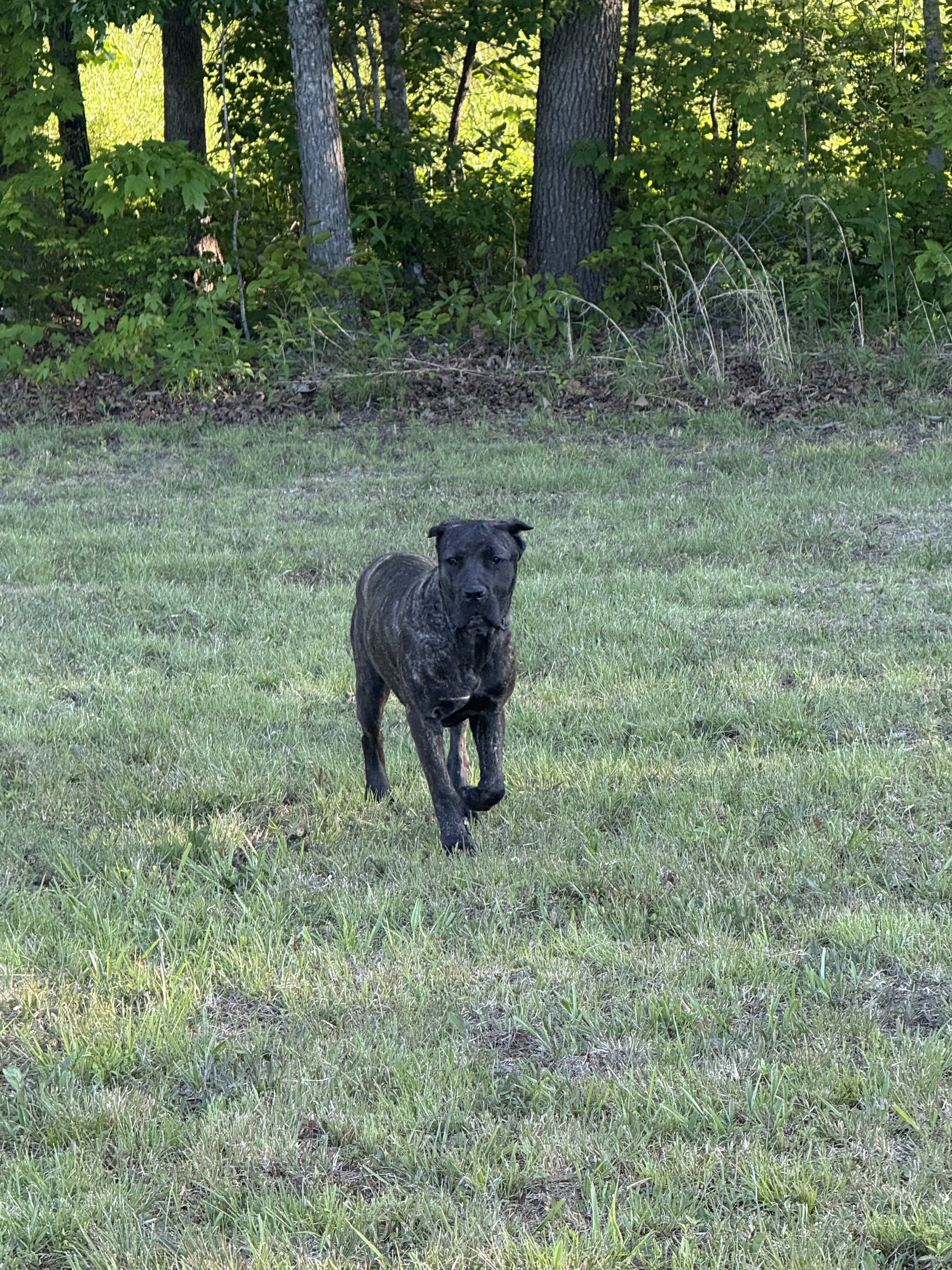 AKC Cane Corso - Grey Brindle - Female - 12 Months image 2