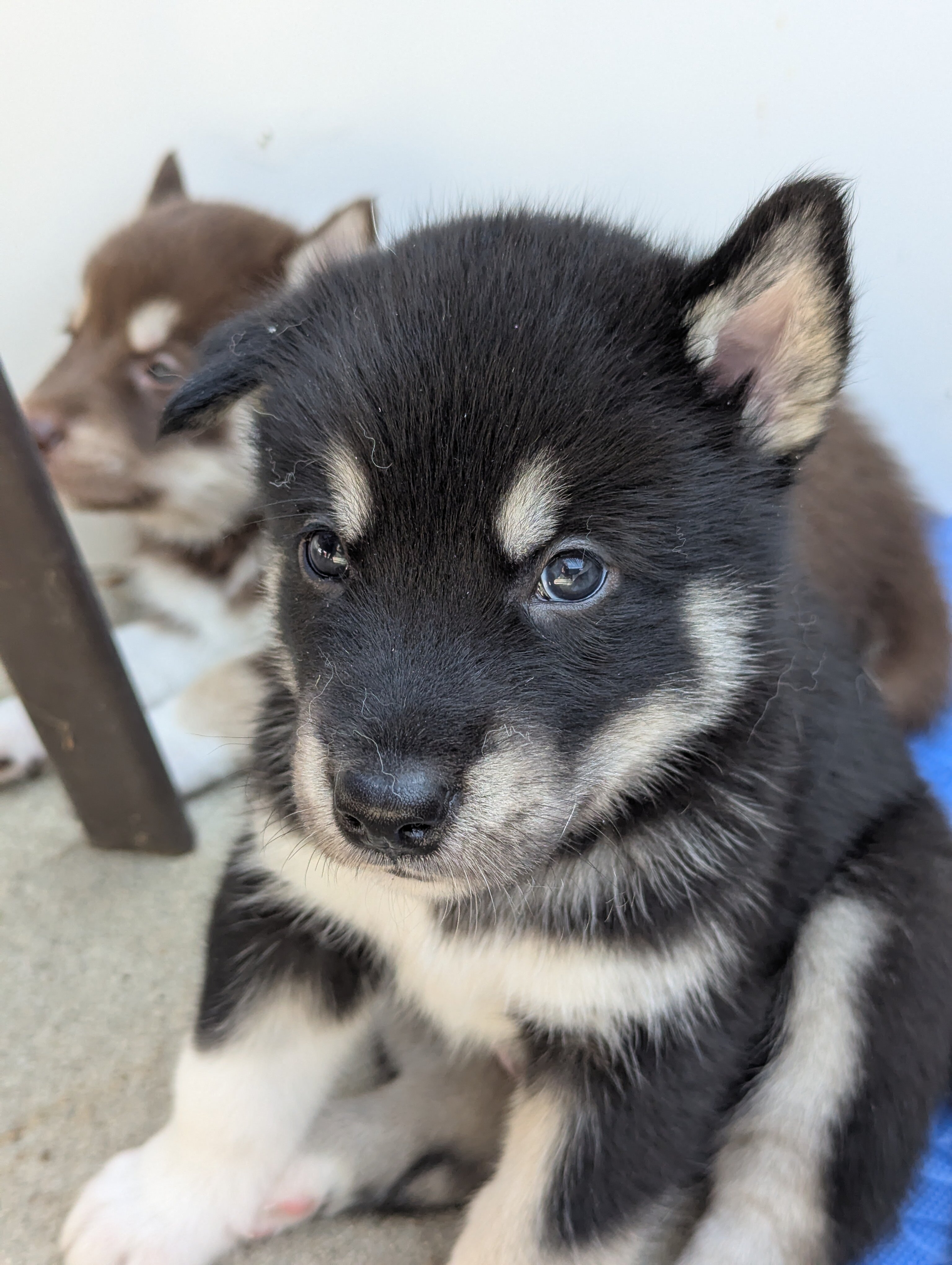 AKC Alaskan Malamute puppies image 1
