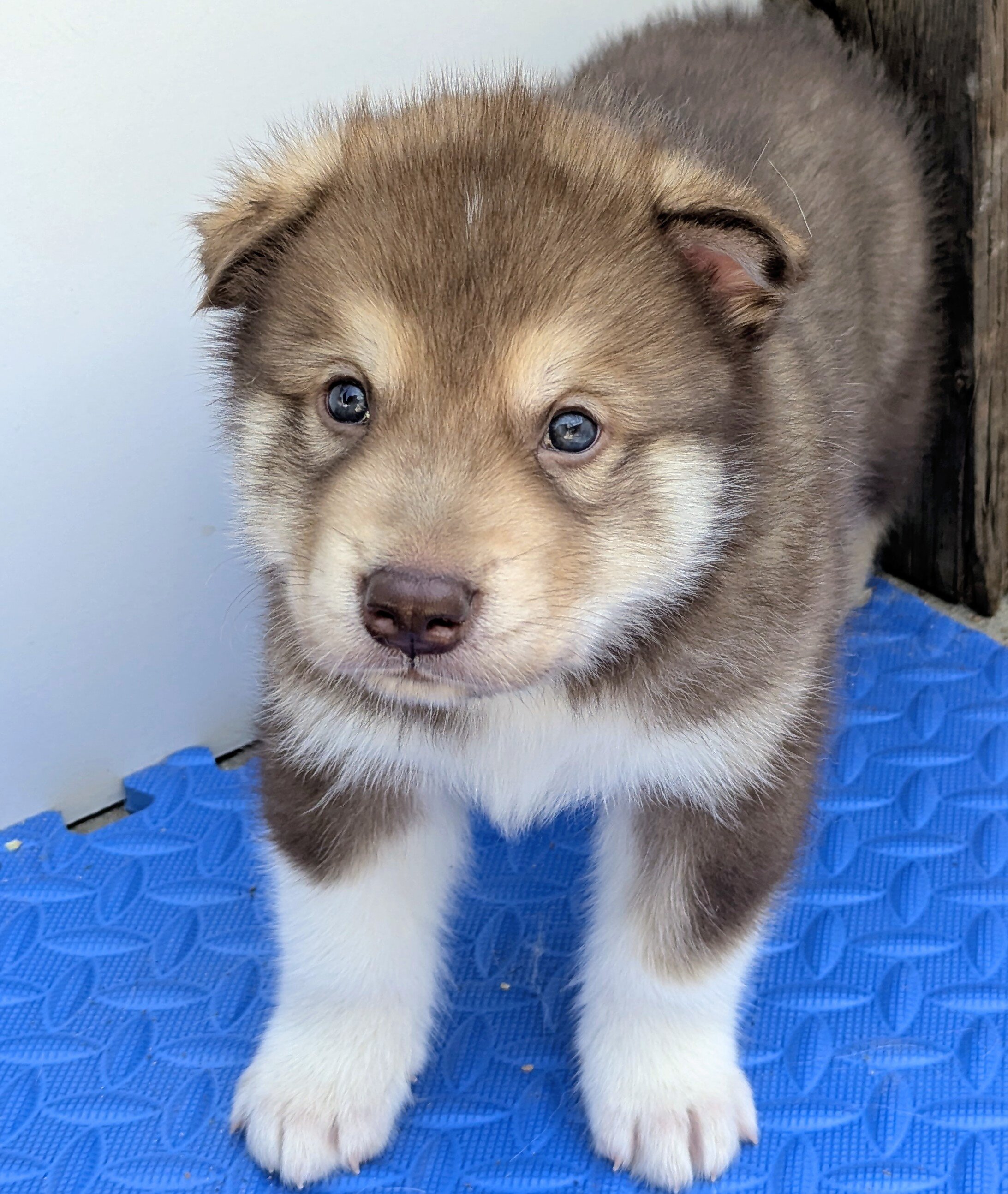 AKC Alaskan Malamute puppies image 2