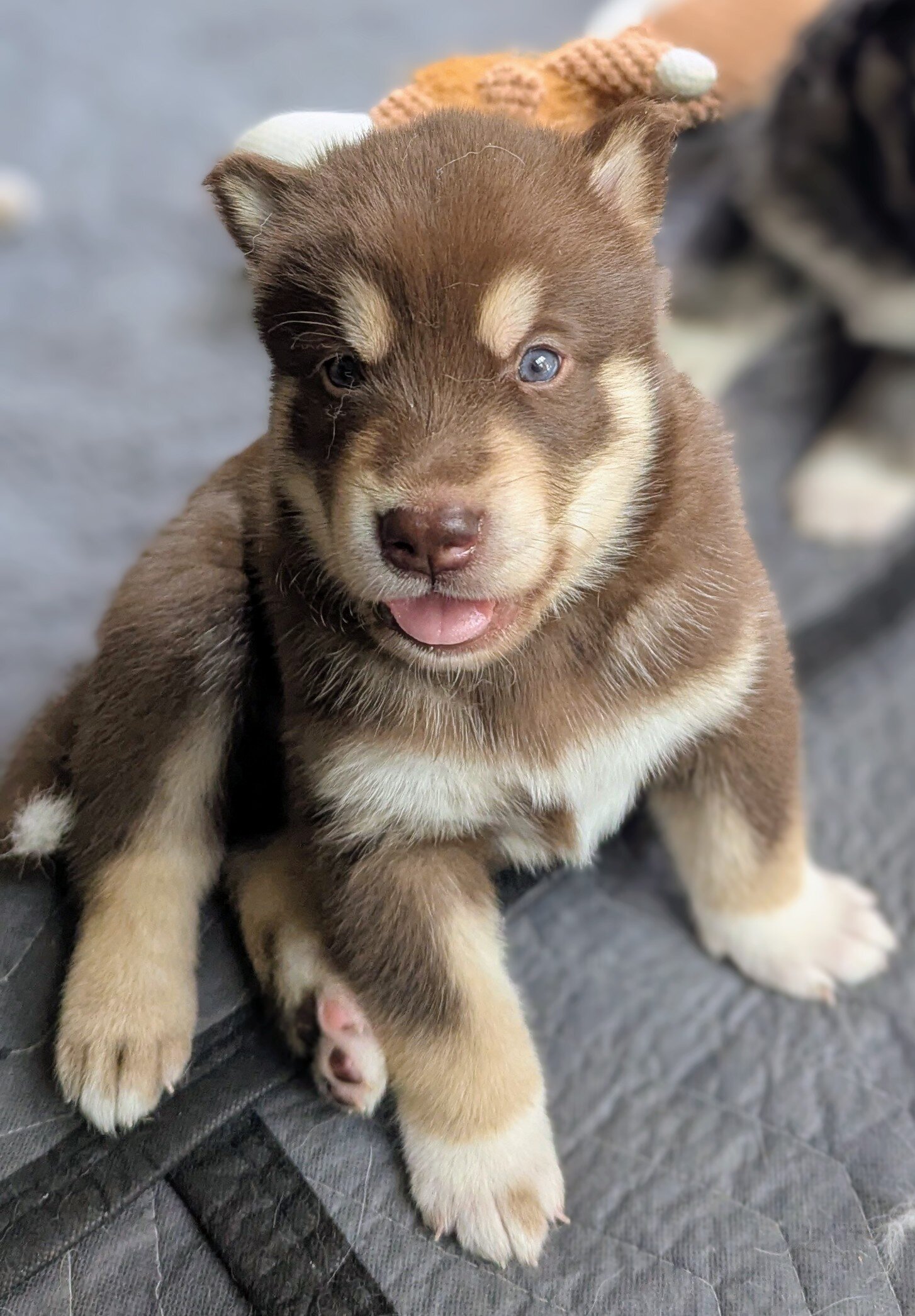 AKC Alaskan Malamute puppies image 3