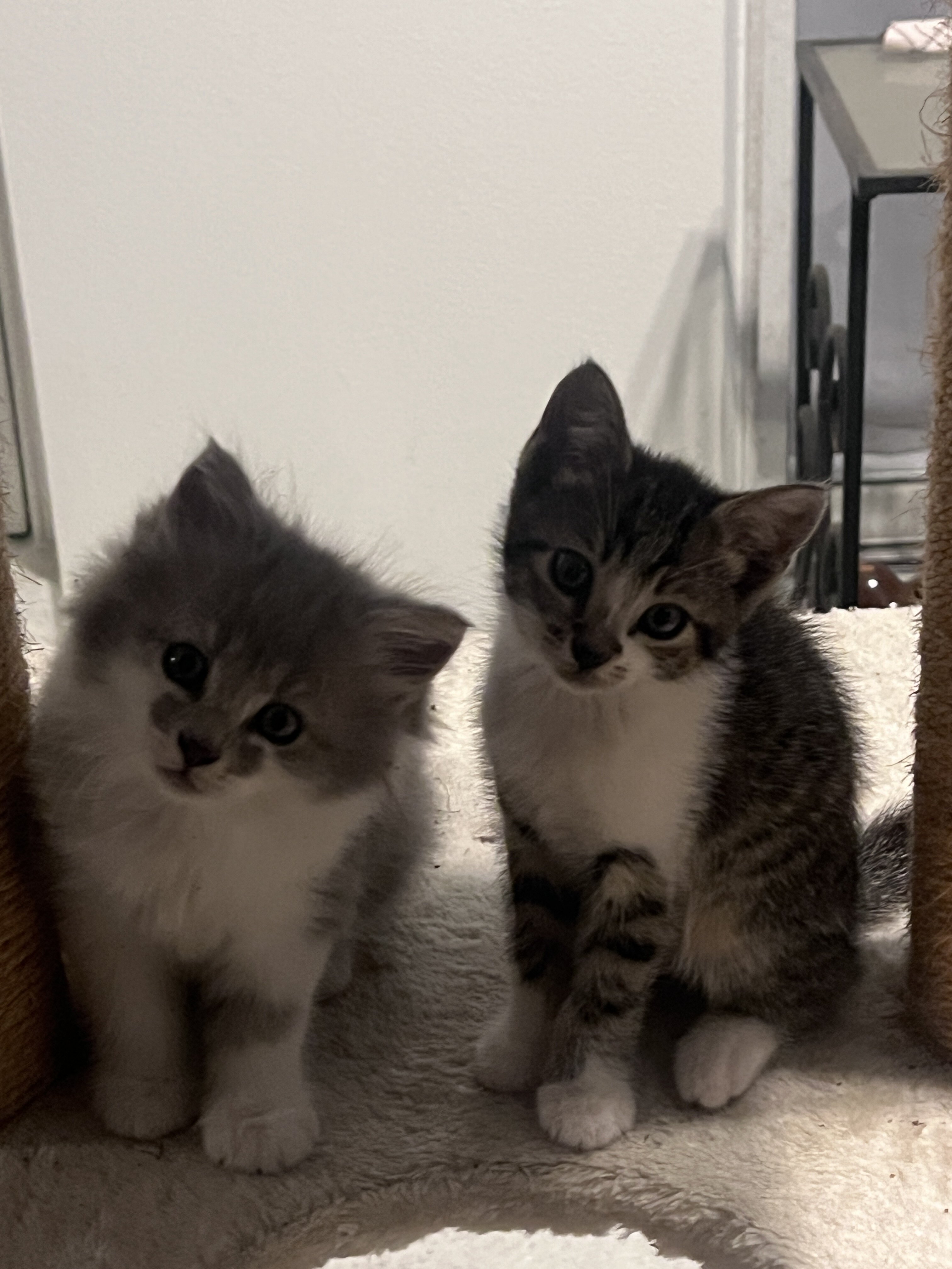 Mama kitten and 2 Kittens image 6
