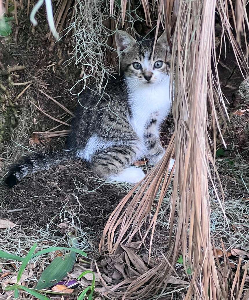 Mama kitten and 2 Kittens image 1