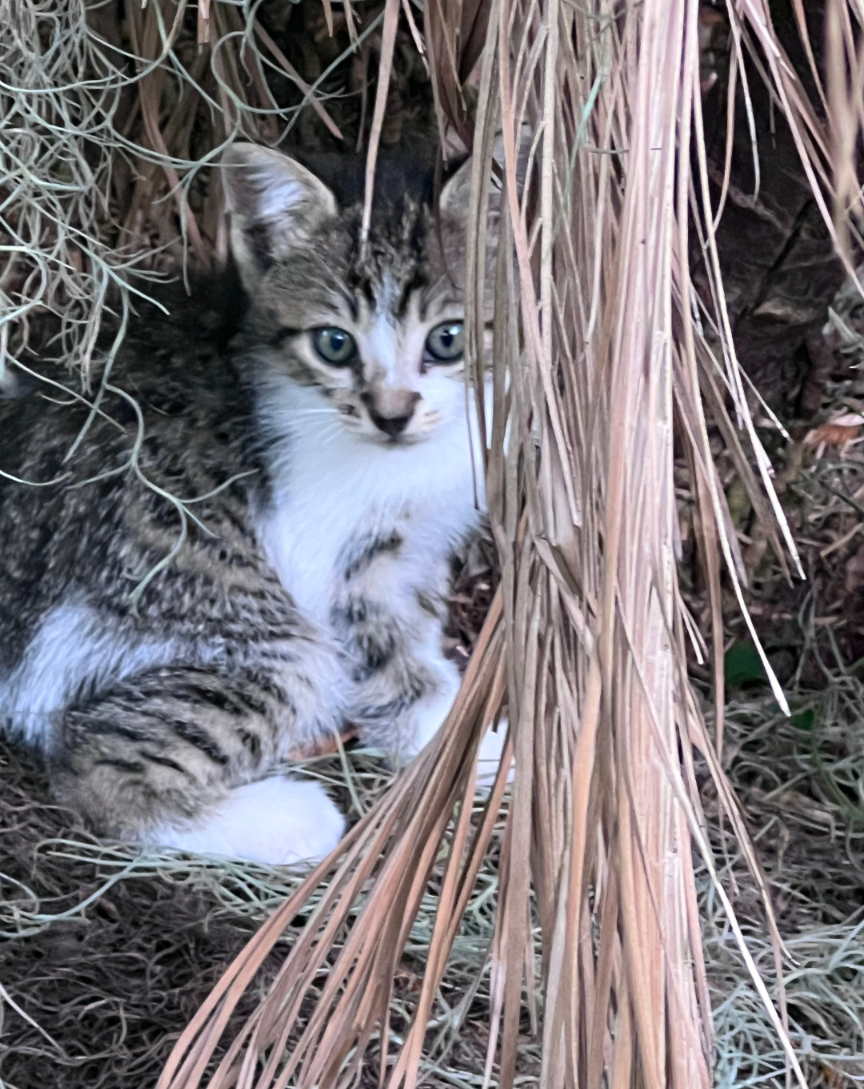 Mama kitten and 2 Kittens image 2