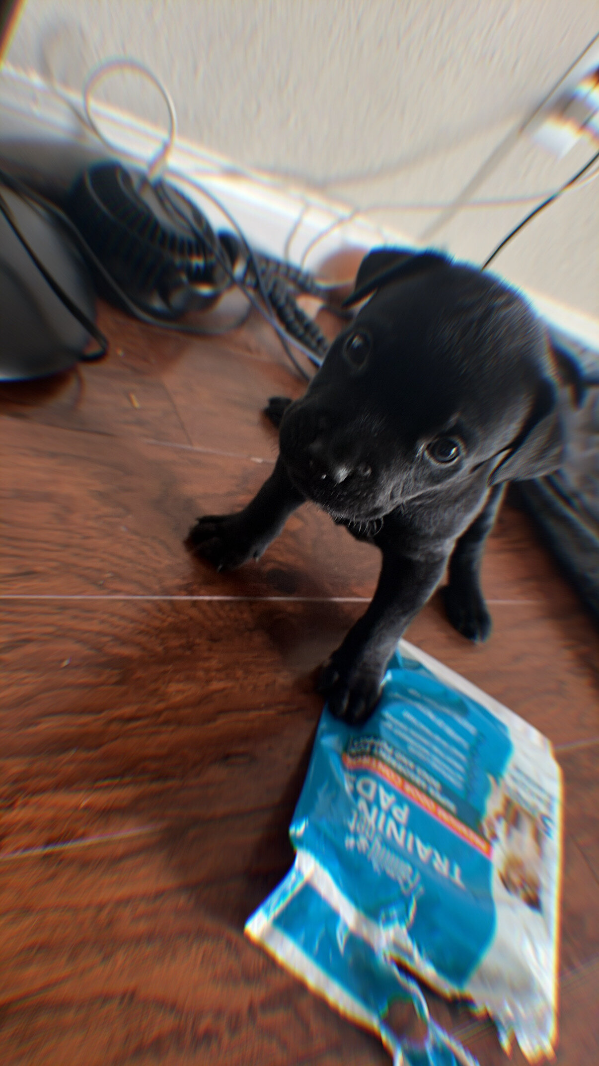 Puppy image 2