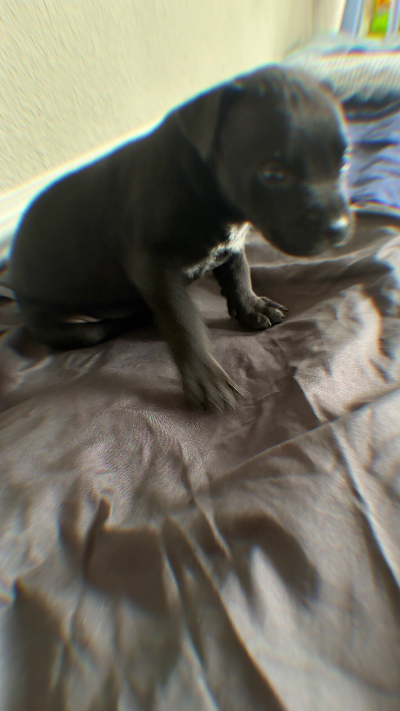 Puppy image 1