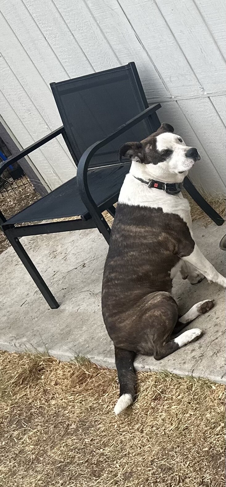 2yo Mixed Pup(s) image 1