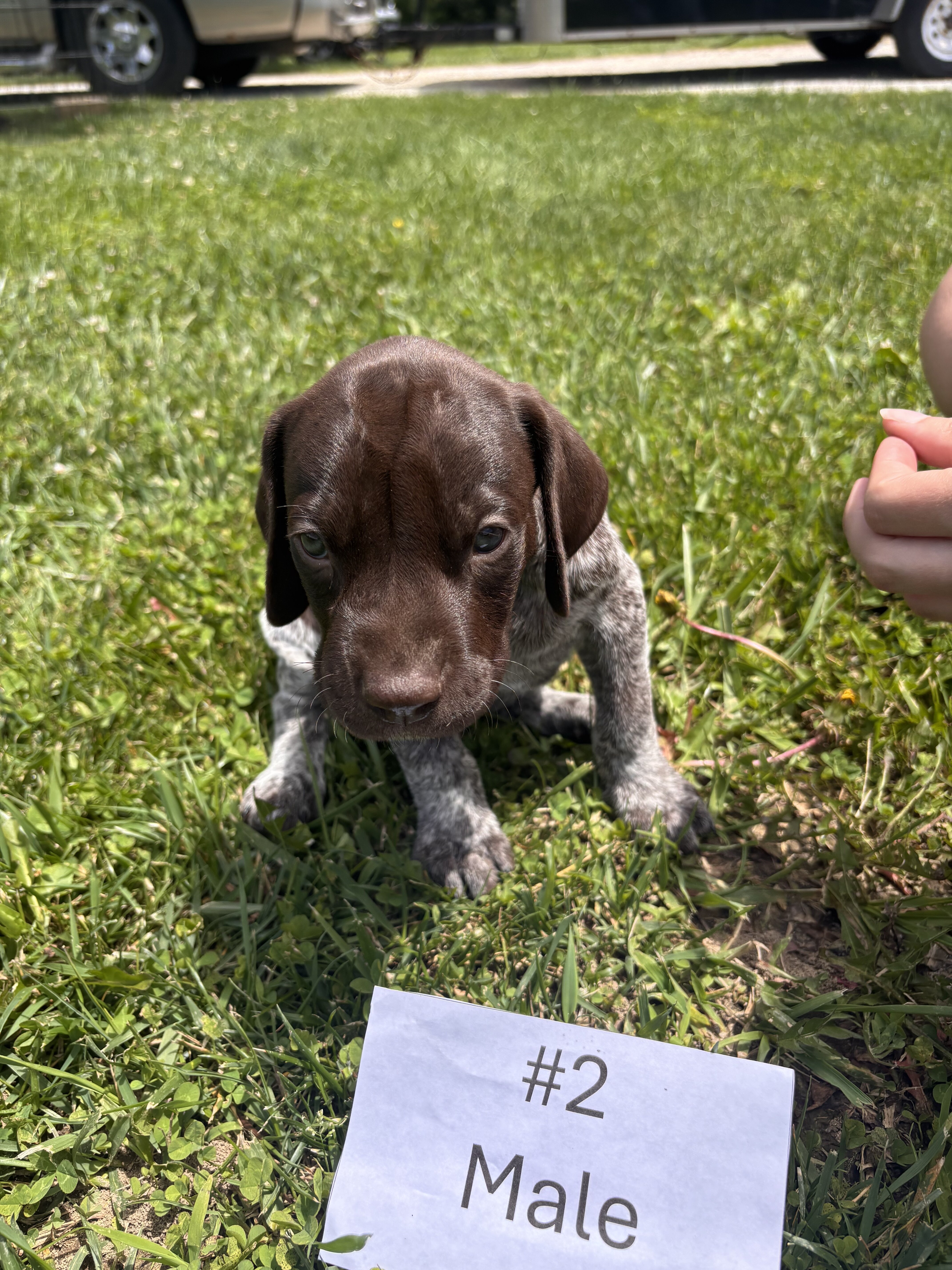 German Shorthaired Pointers image 9