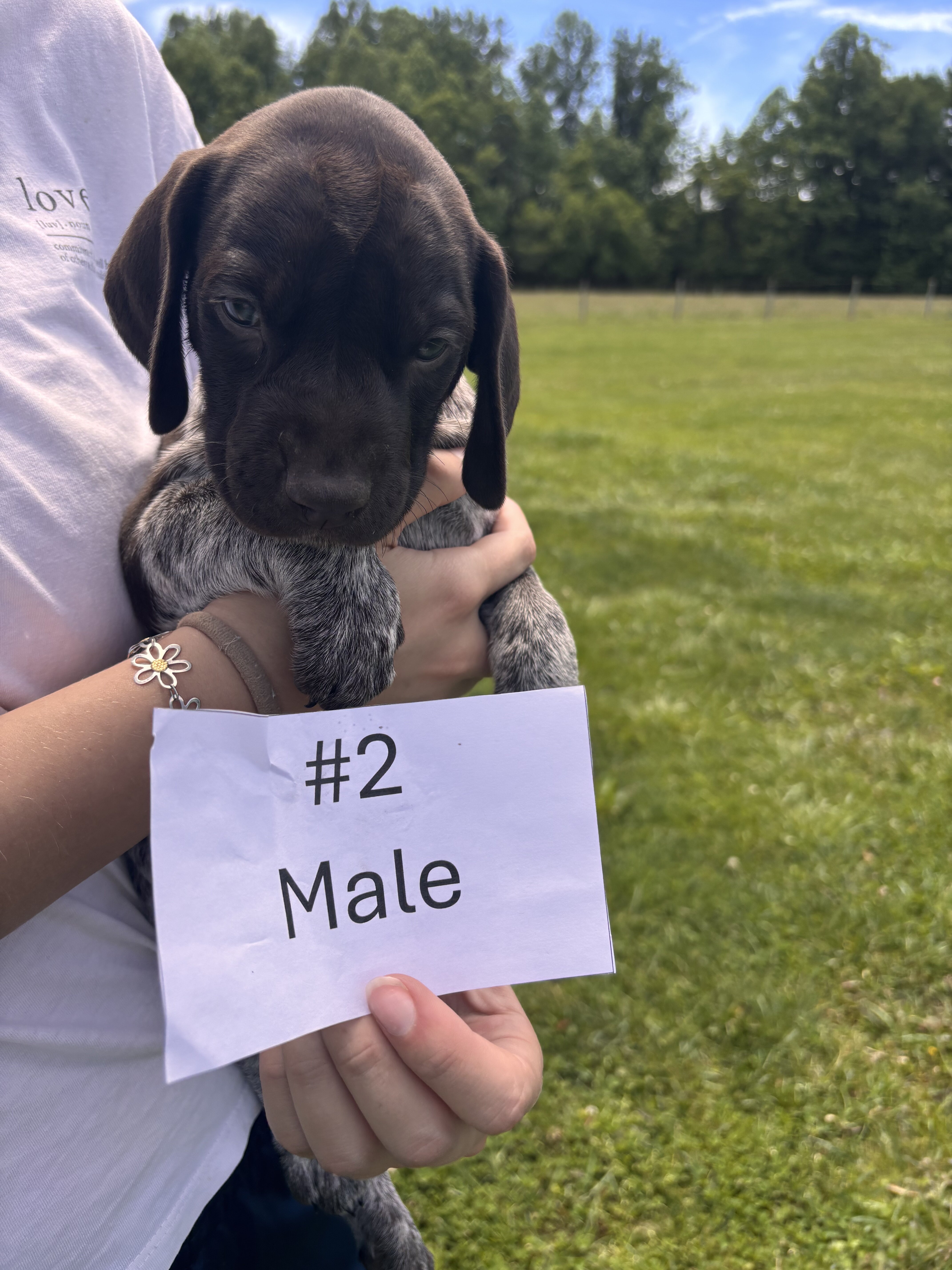 German Shorthaired Pointers image 4