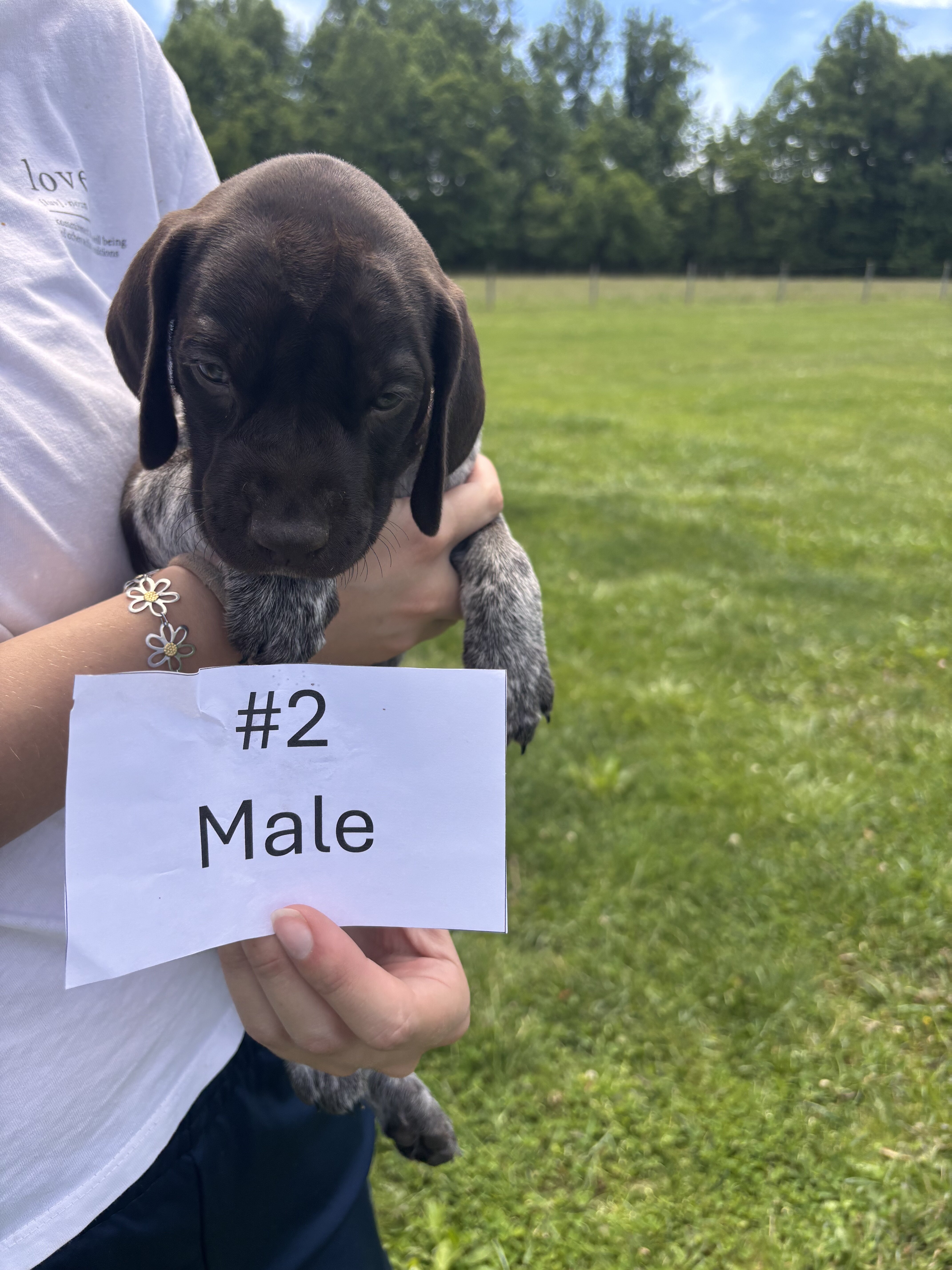 German Shorthaired Pointers image 3