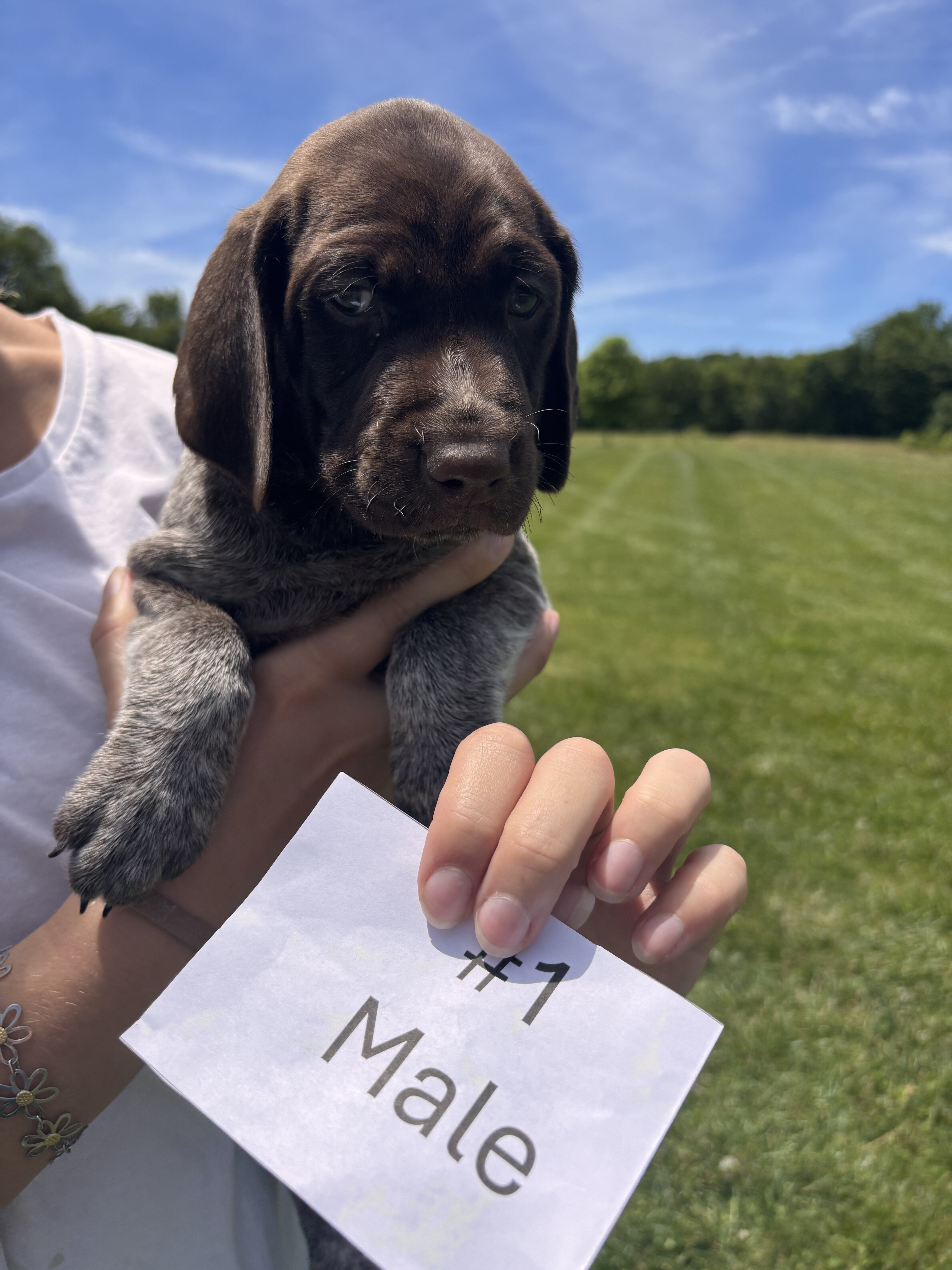 German Shorthaired Pointers image 1