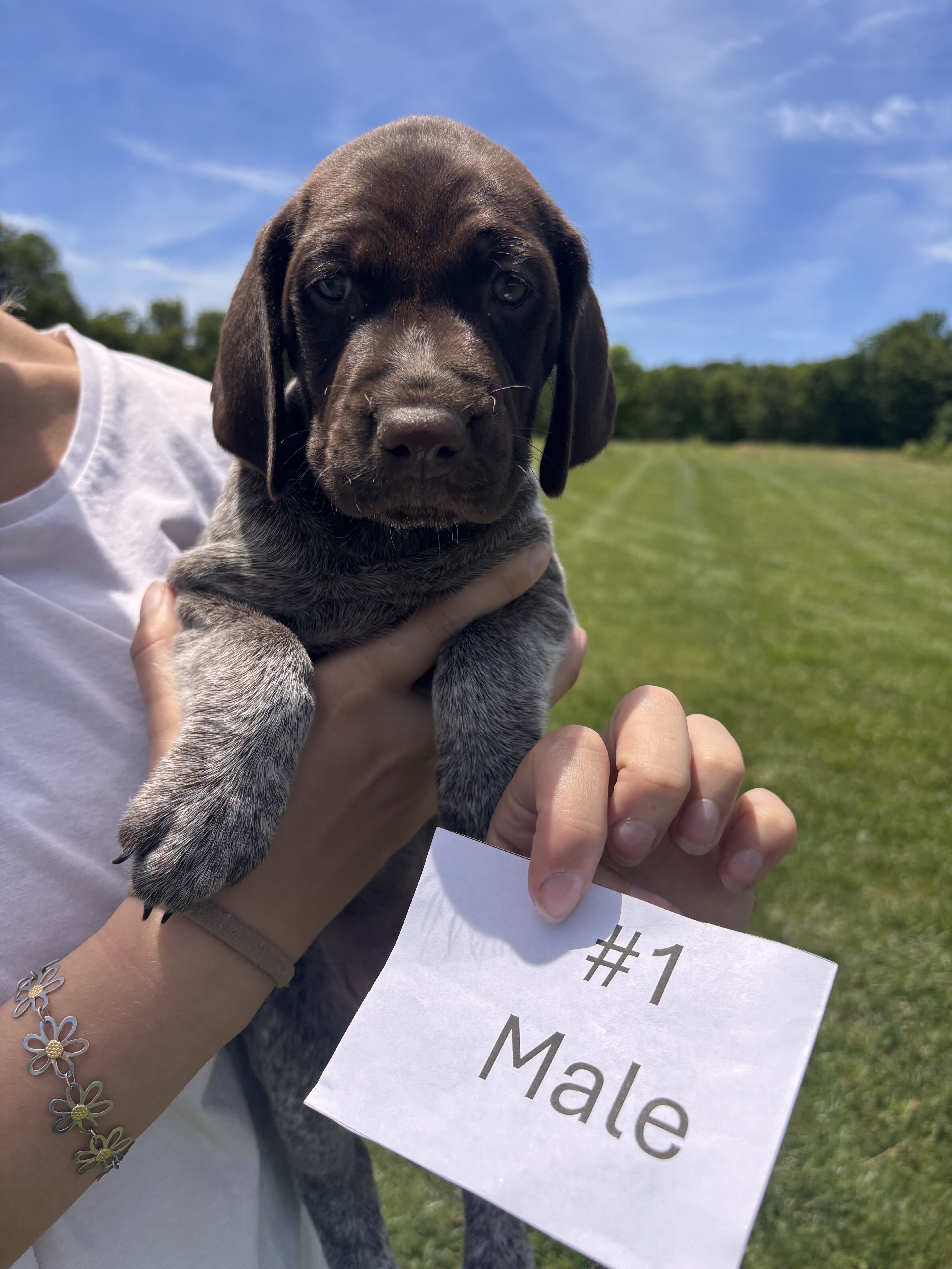German Shorthaired Pointers image 10