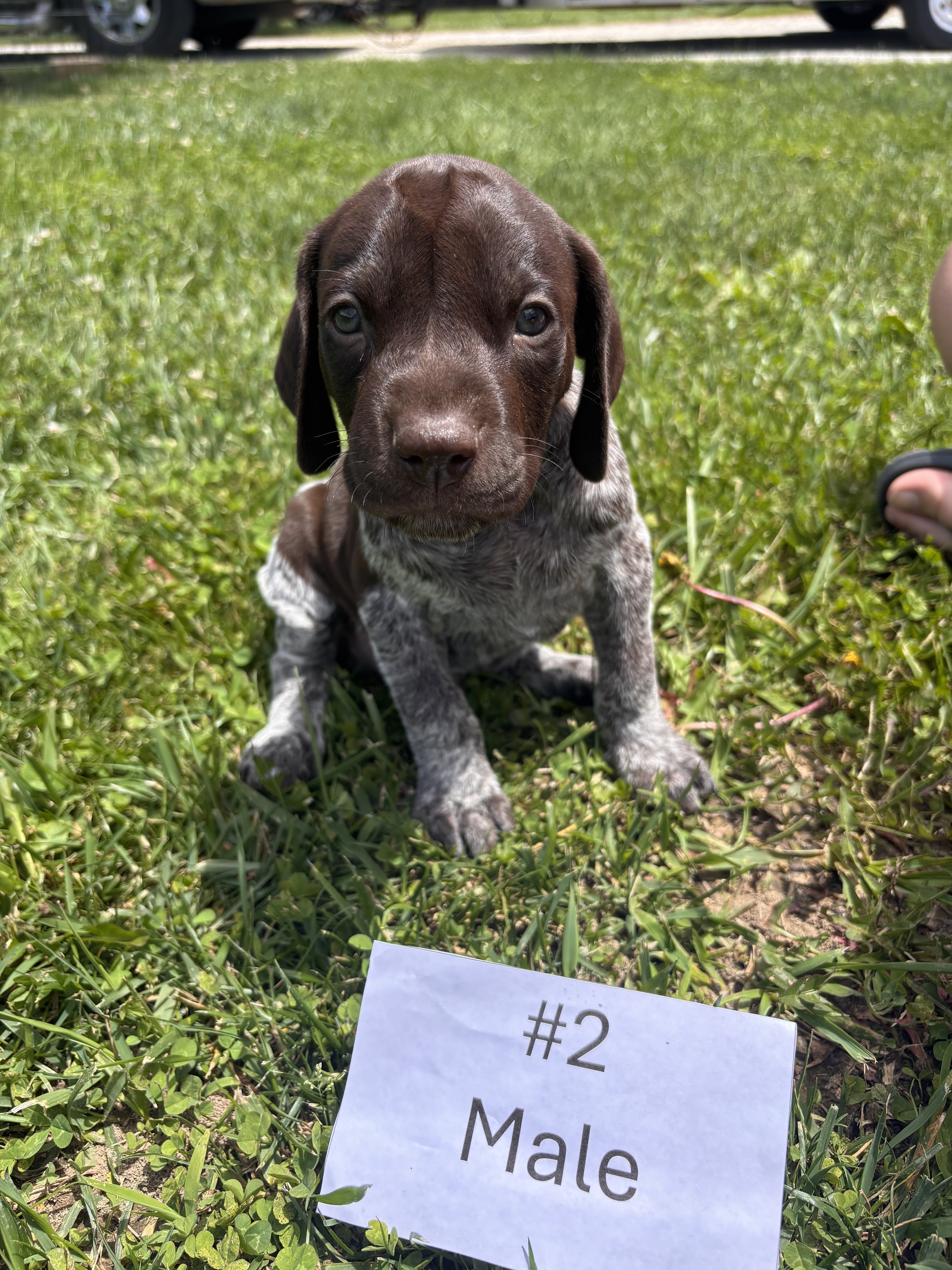 German Shorthaired Pointers image 2