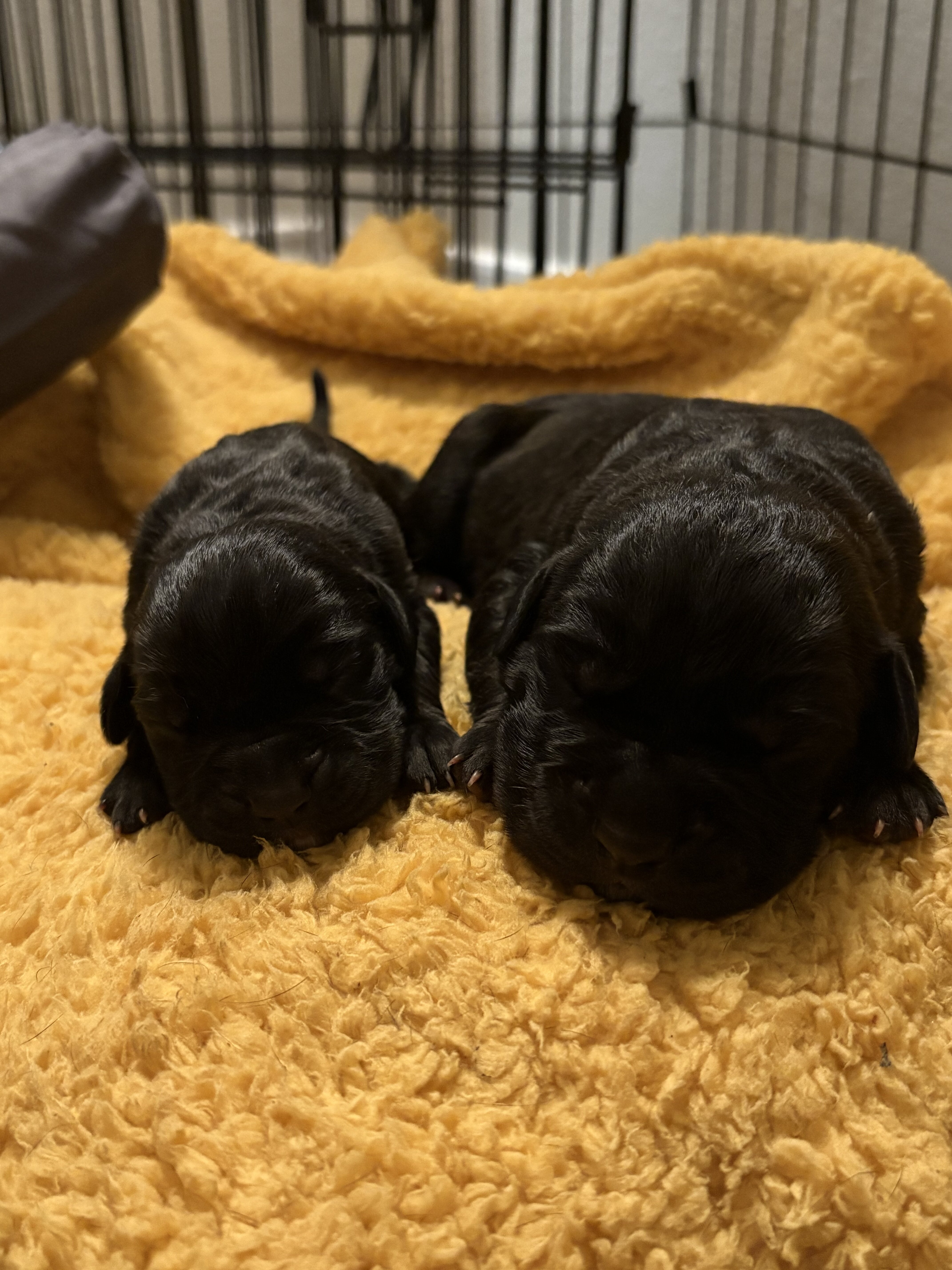 Cane Corso puppies image 5