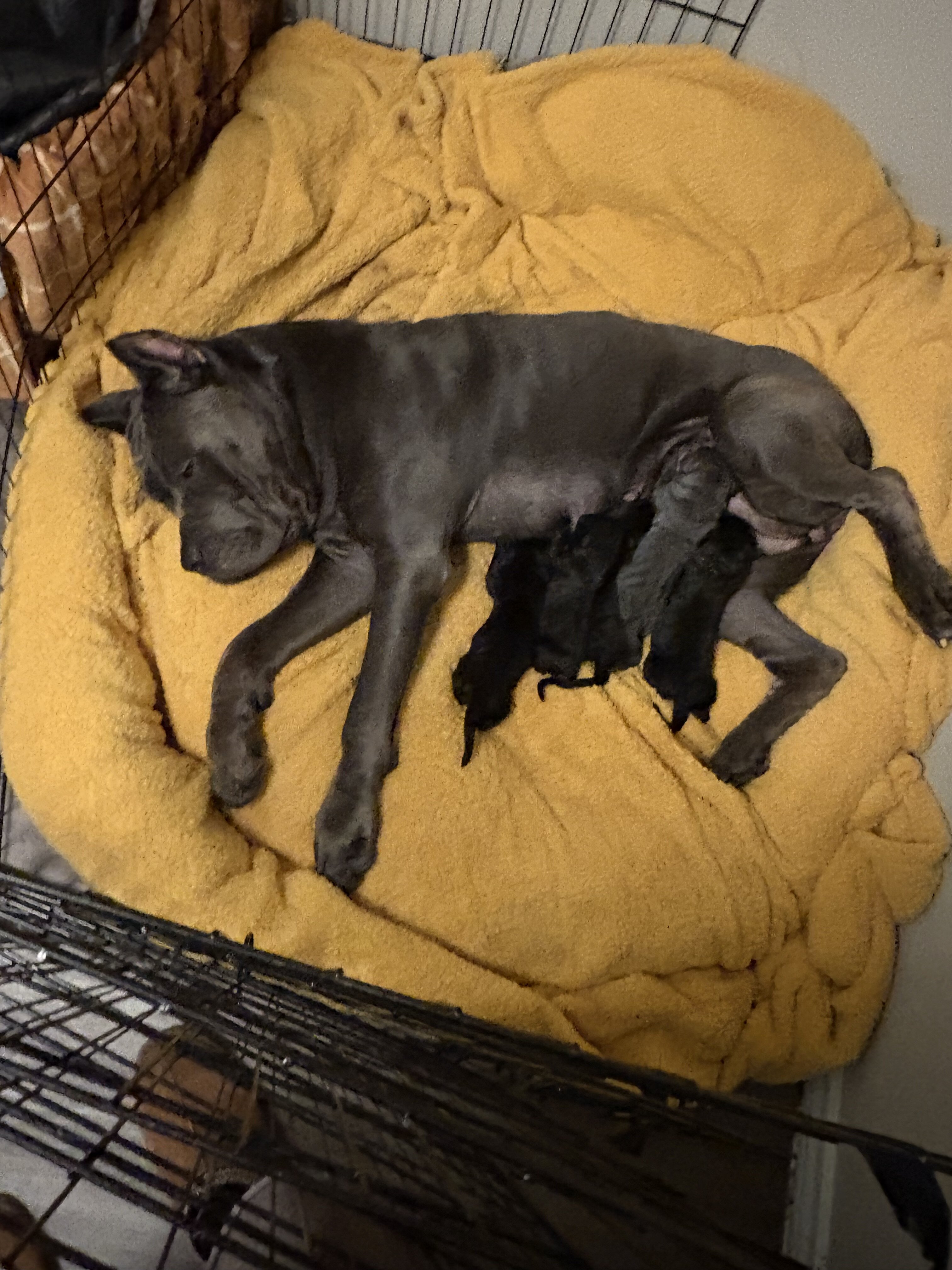 Cane Corso puppies image 4