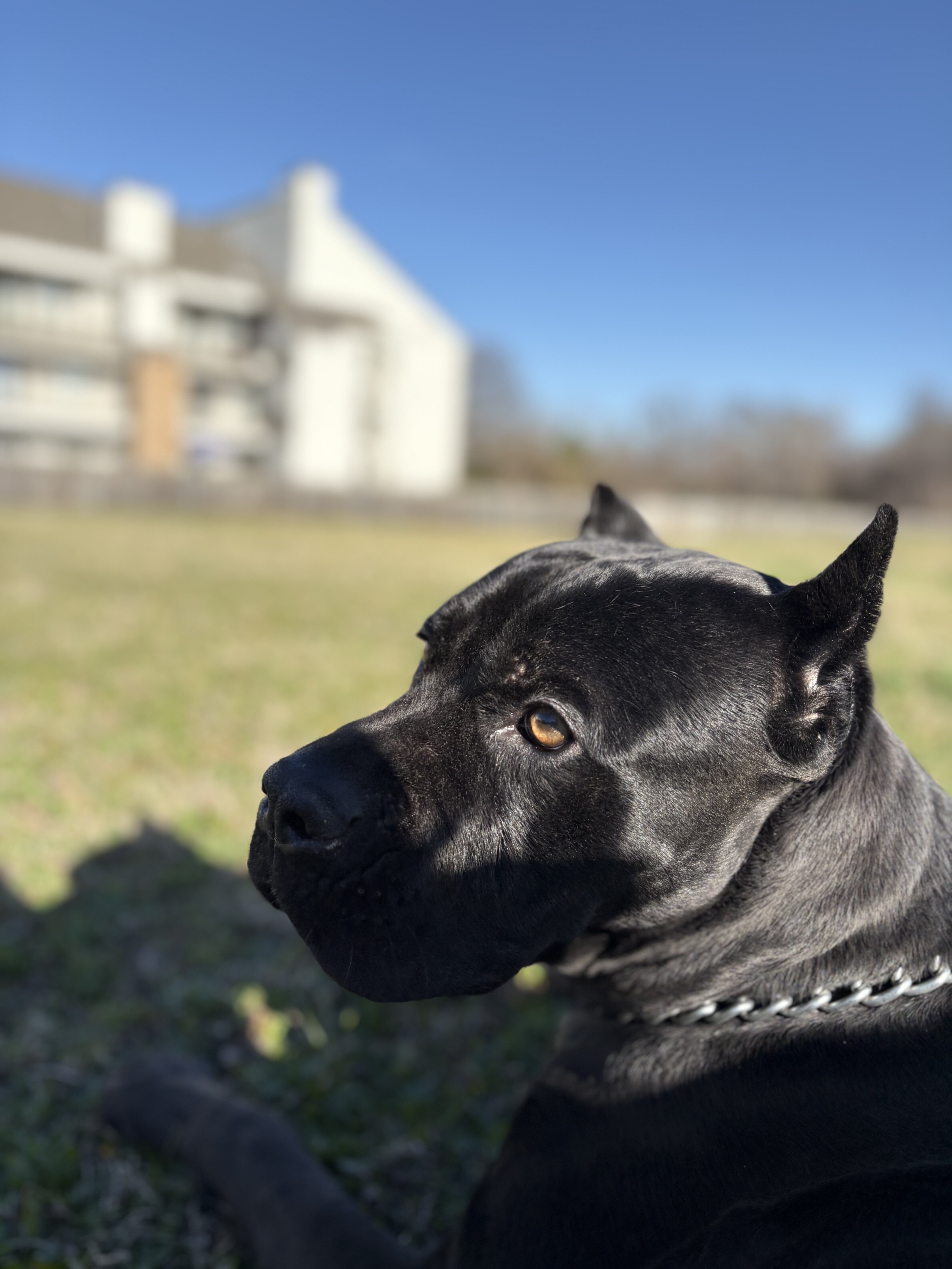 Cane Corso puppies image 3