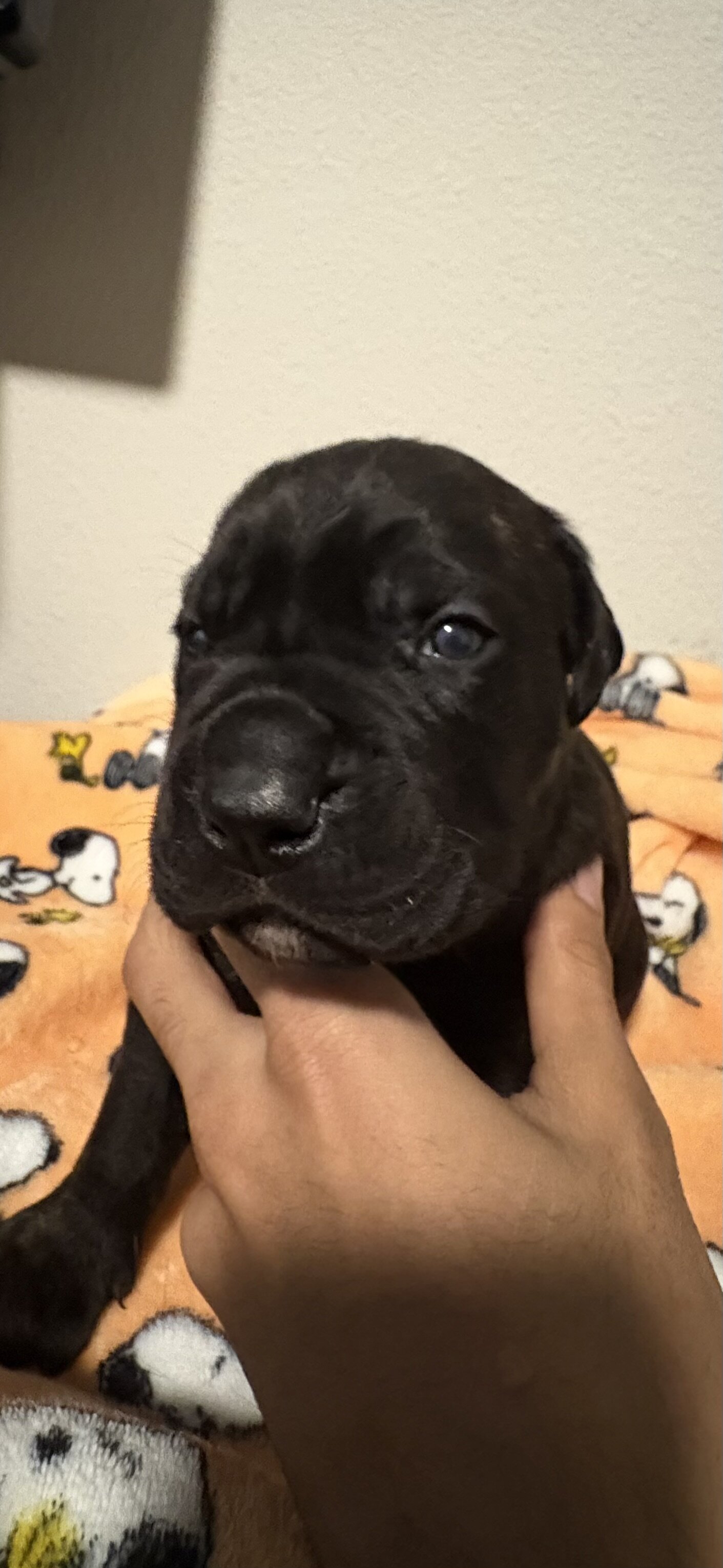 Cane Corso puppies image 1