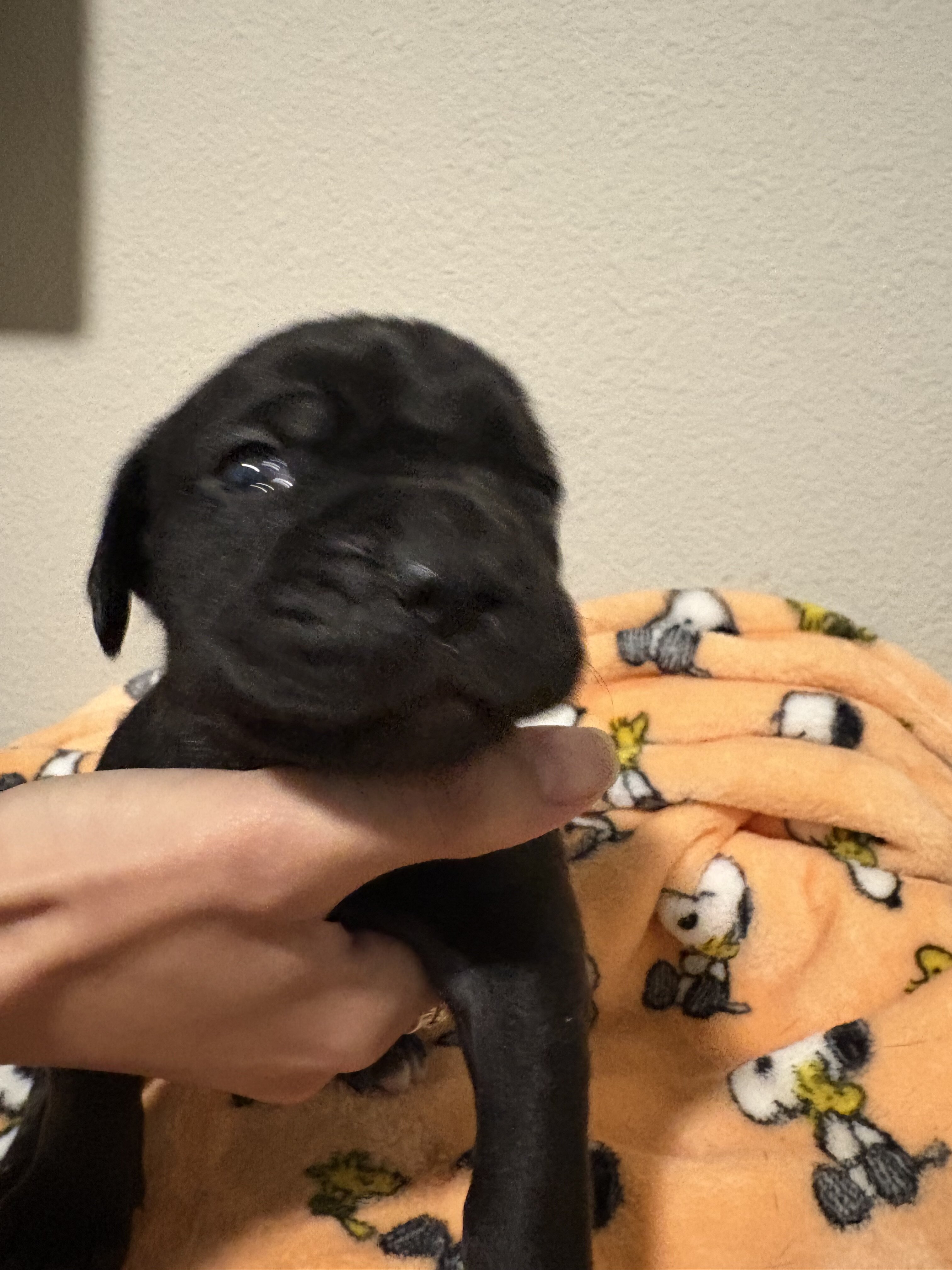 Cane Corso puppies image 2