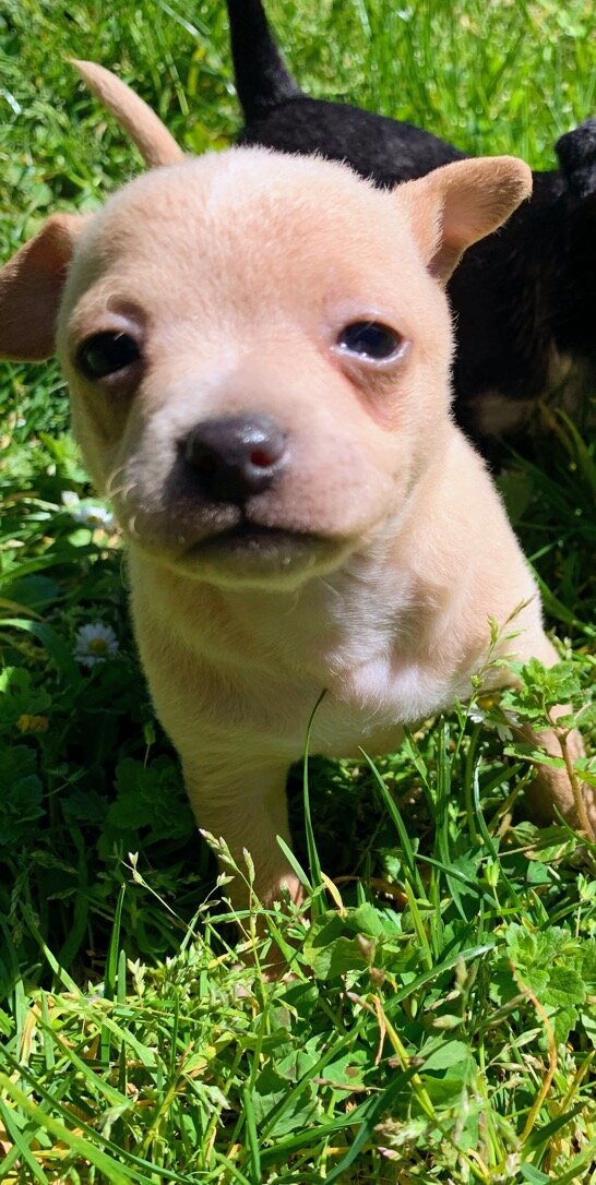 Male Chihuahua Puppy image 1