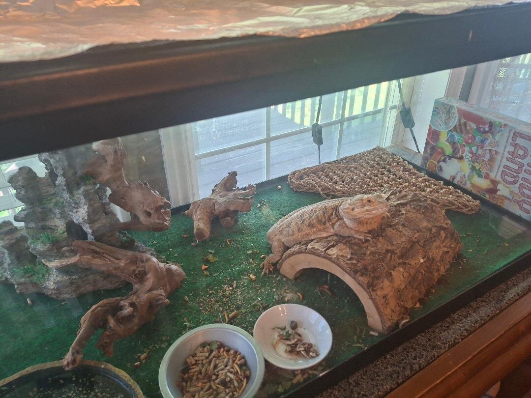 Bearded Dragon image 1