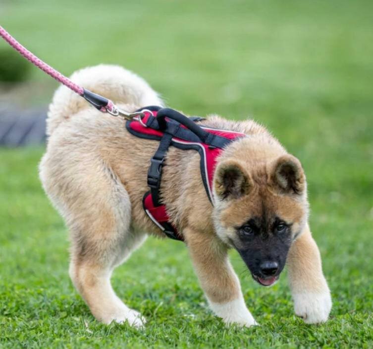 Farley Akita Puppy image 1
