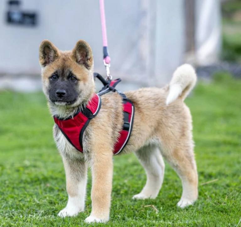 Farley Akita Puppy image 2