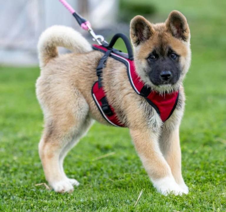 Farley Akita Puppy image 3