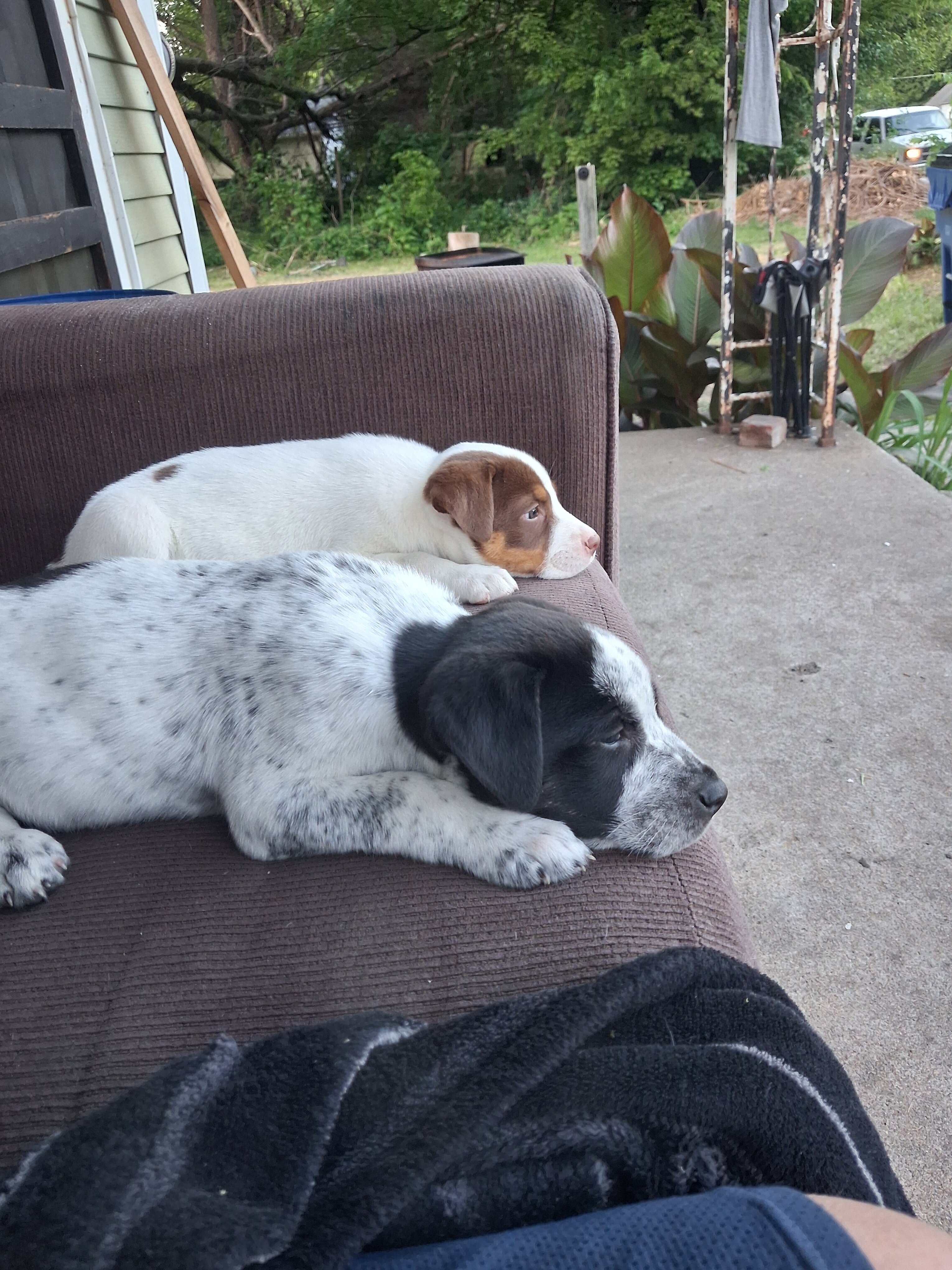 Puppys image 1