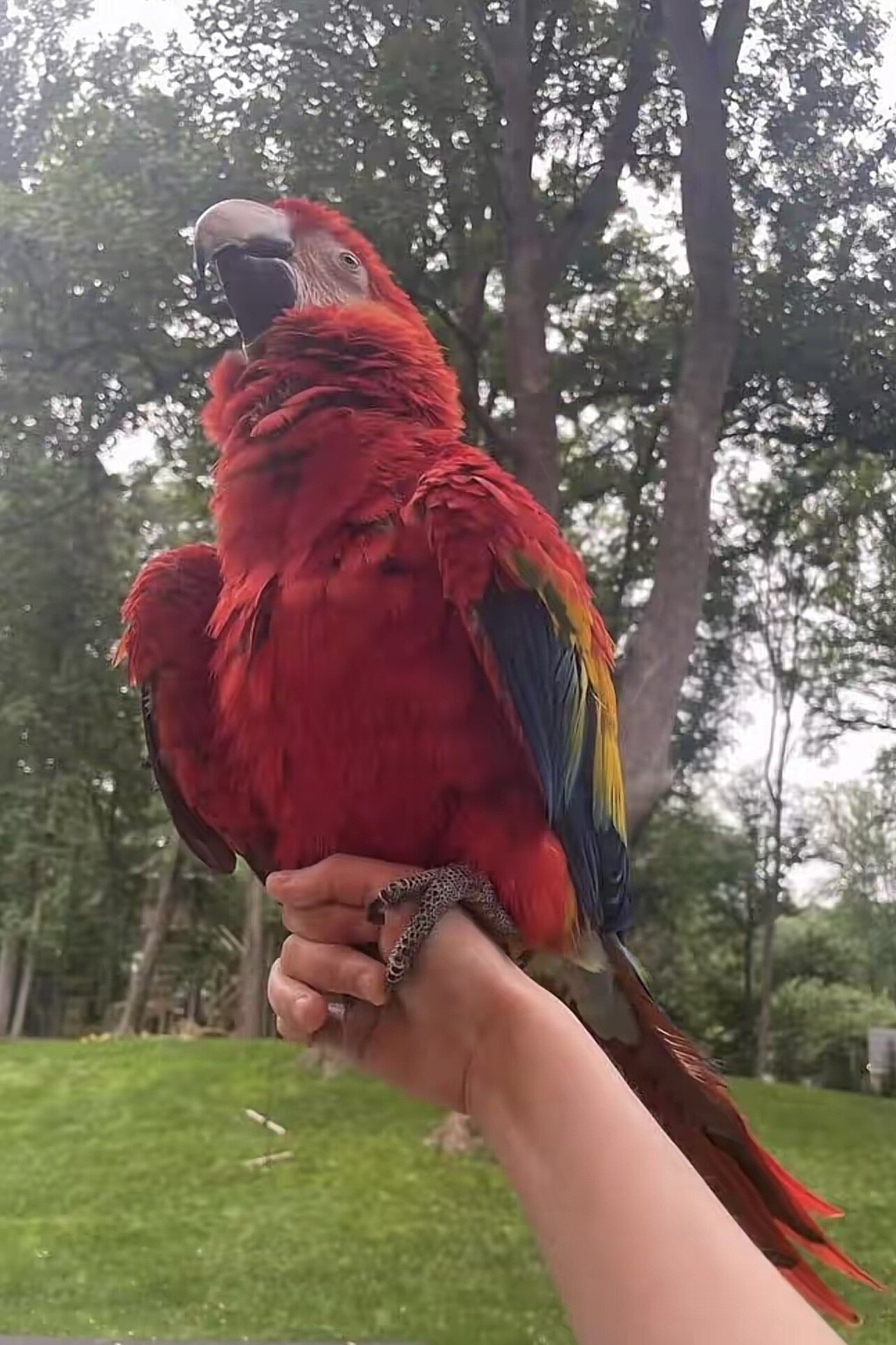 Blue & Red Macaw – Hand-Tamed & Talkative, Rehomin image 3