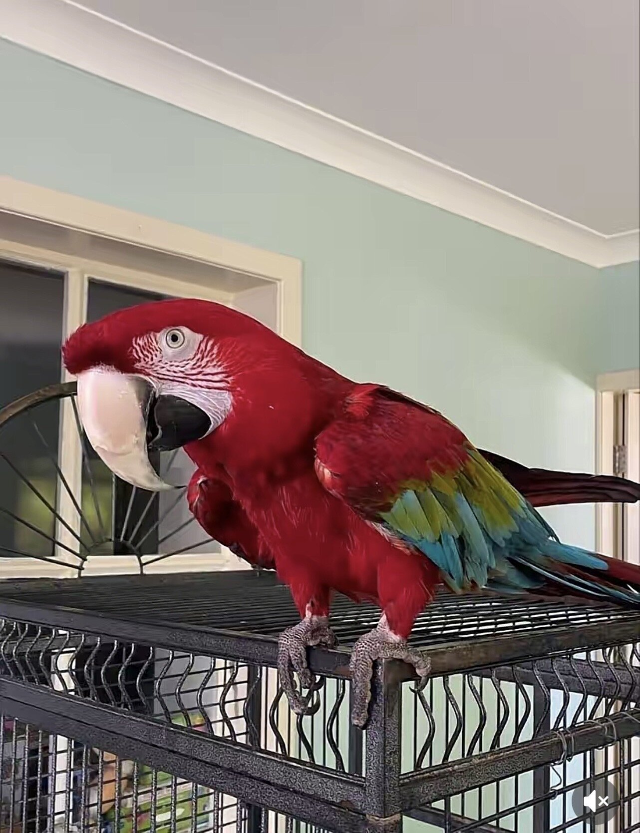 Blue & Red Macaw – Hand-Tamed & Talkative, Rehomin image 2