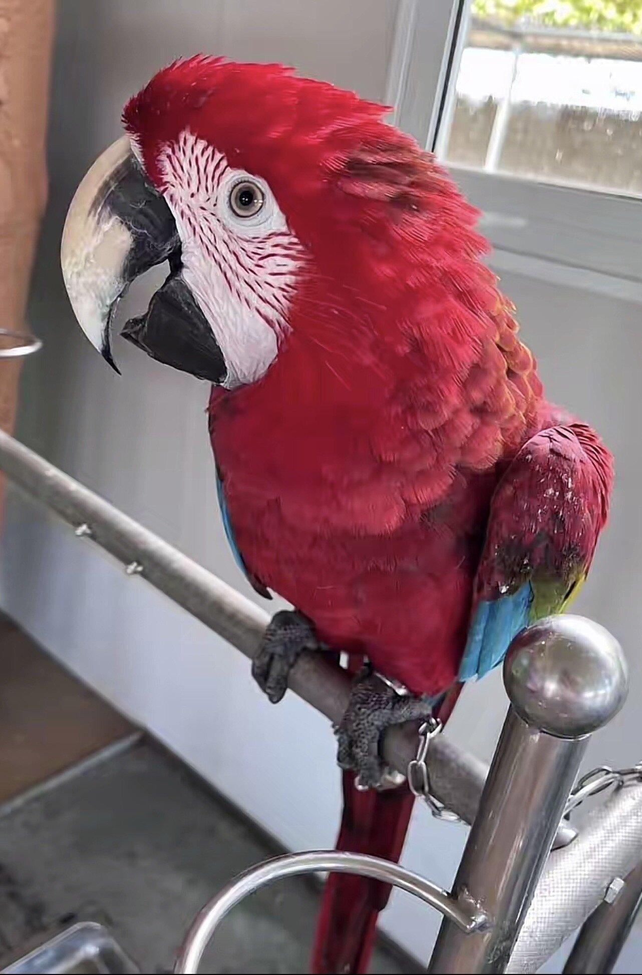 Blue & Red Macaw – Hand-Tamed & Talkative, Rehomin image 1