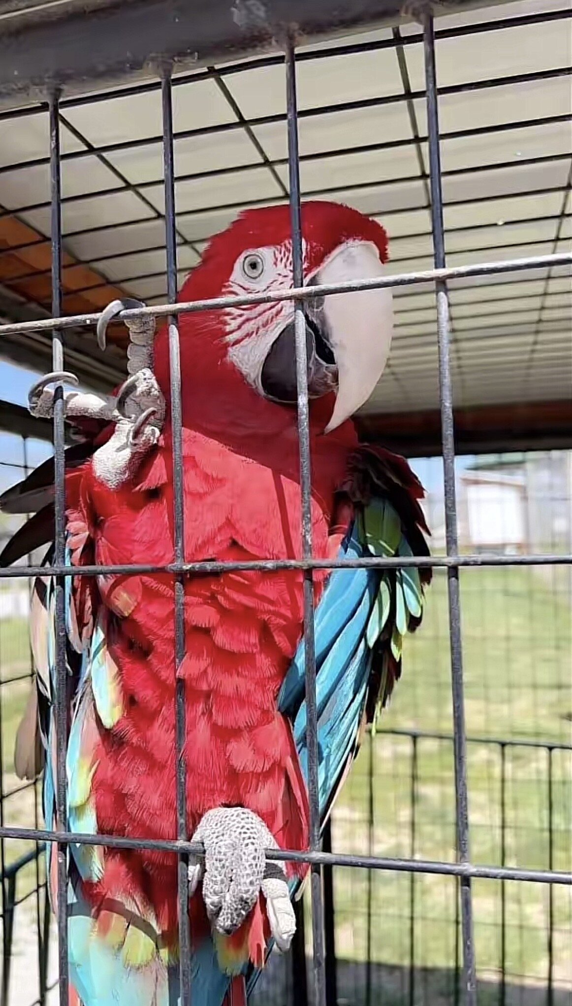 Blue & Red Macaw – Hand-Tamed & Talkative, Rehomin image 4