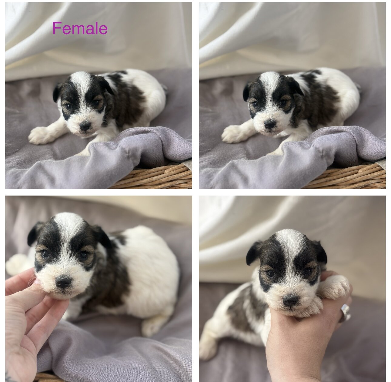 Mini toy schnauzer puppies image 1