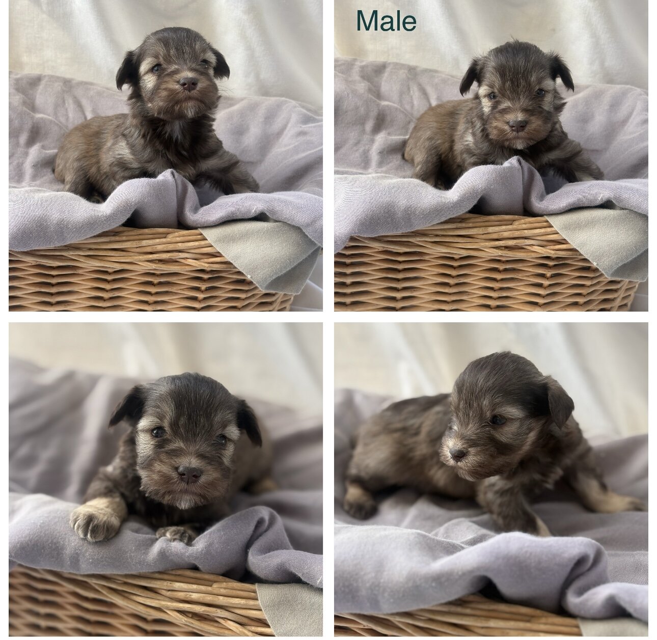 Mini toy schnauzer puppies image 6