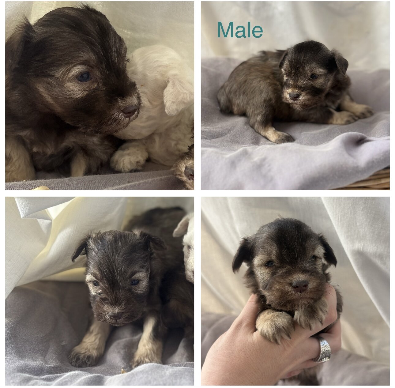 Mini toy schnauzer puppies image 5