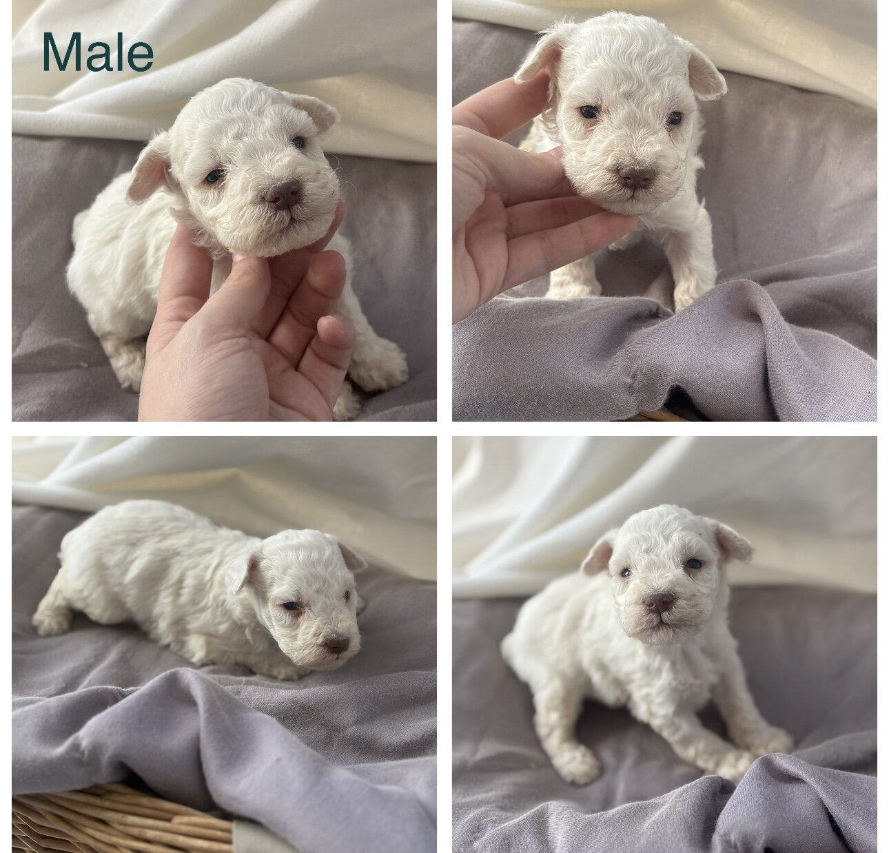 Mini toy schnauzer puppies image 4