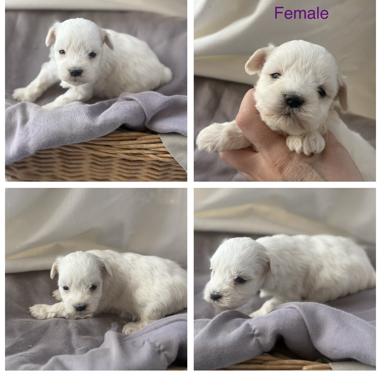 Mini toy schnauzer puppies image 3