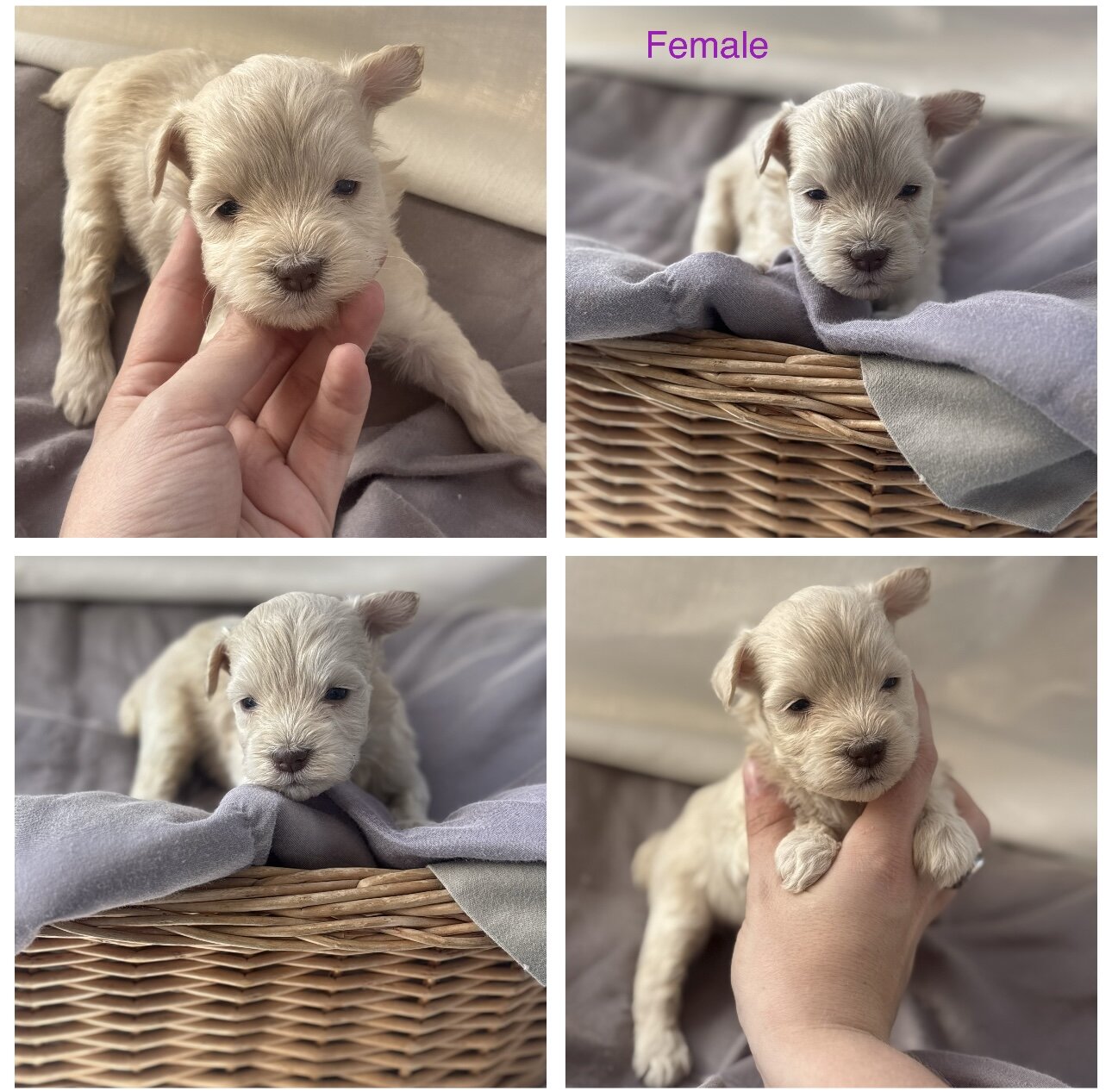 Mini toy schnauzer puppies image 2