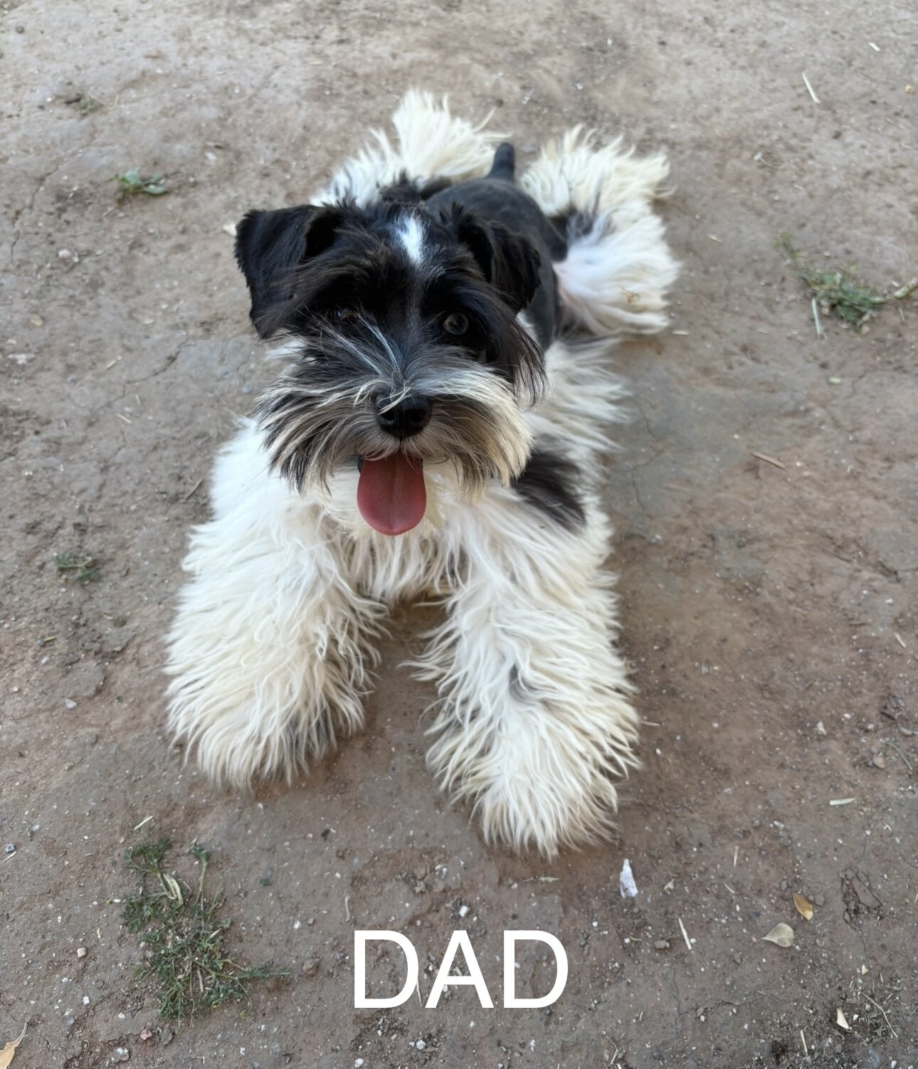 Mini toy schnauzer puppies image 8