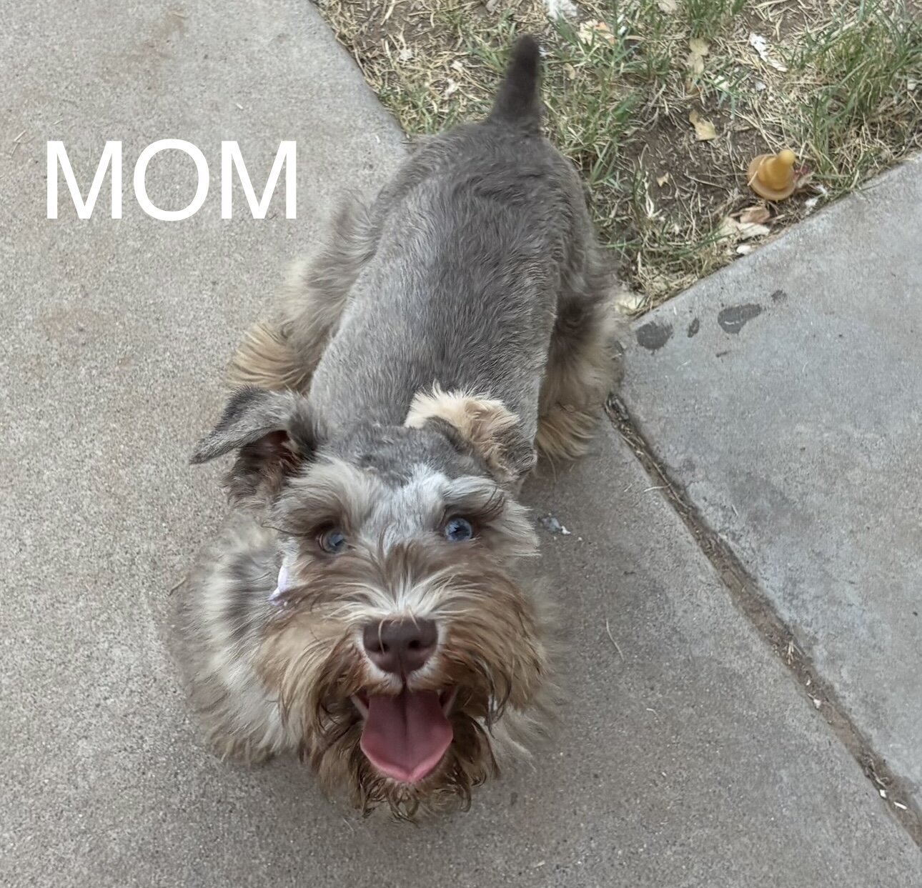 Mini toy schnauzer puppies image 7